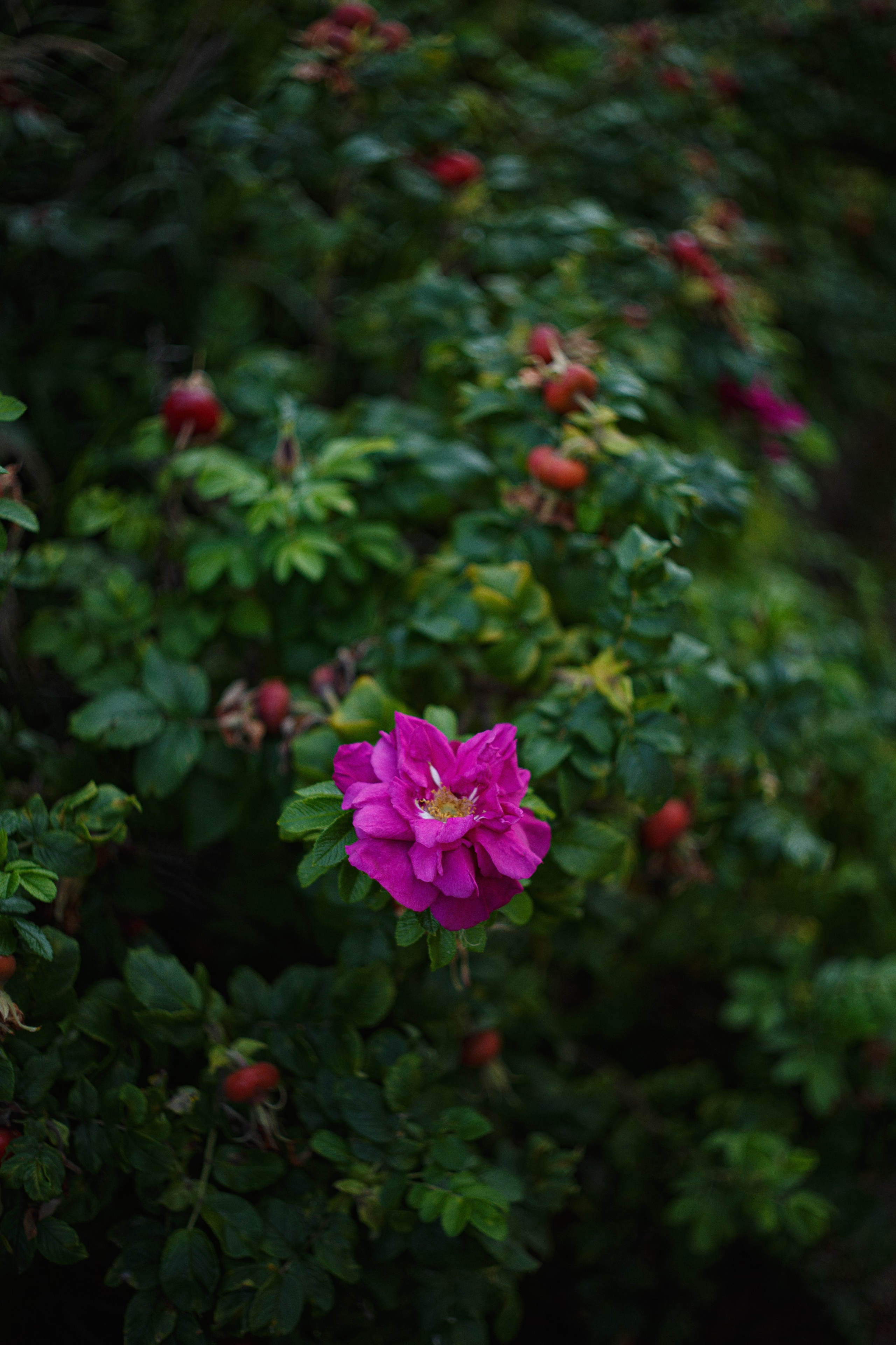 Growing Up: Polina. Elena Yavorskaya Photography