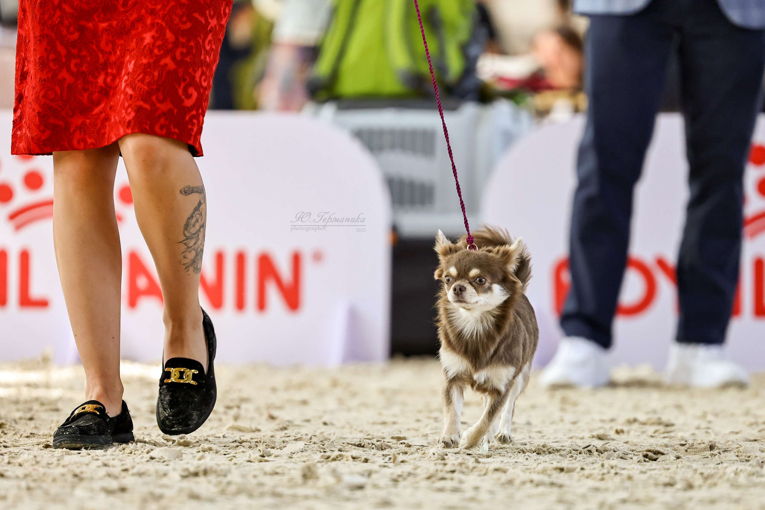 Астана 2хCACIB 26-28.09.2025. Фотограф-анималист Юлия Германика