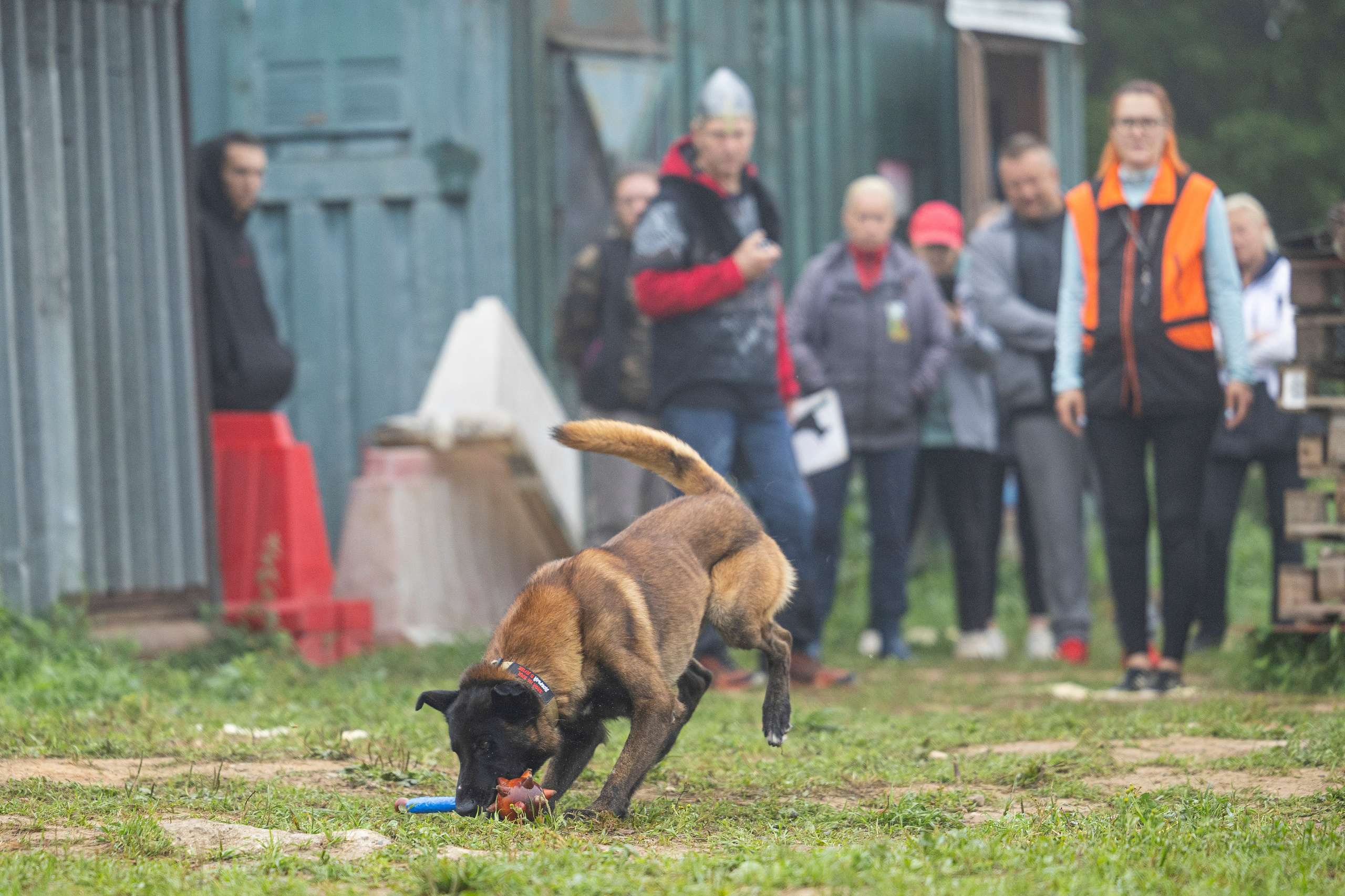 Соревнования по Мондьорингу г. Вологда 10-11.08.2024. Фотограф-анималист Анна Маринич