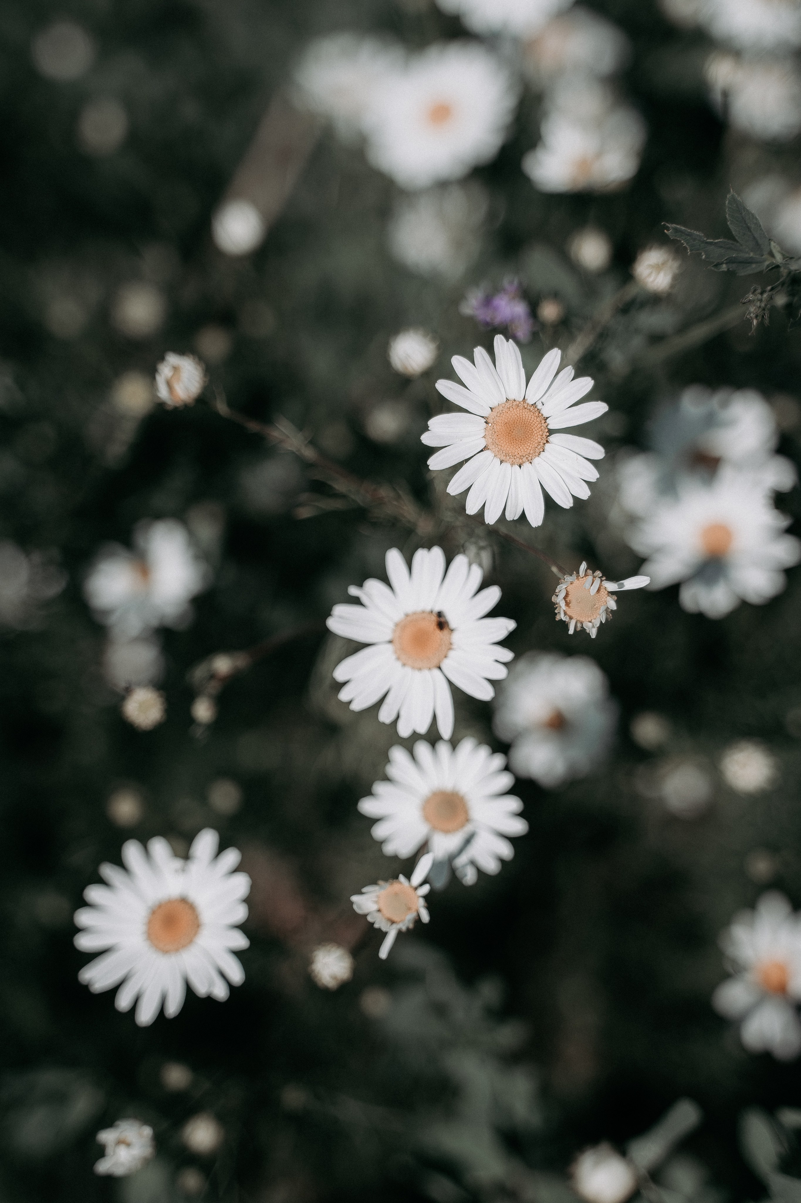 Дмитрий и Татьяна. Свадебный фотограф в Чебоксарах