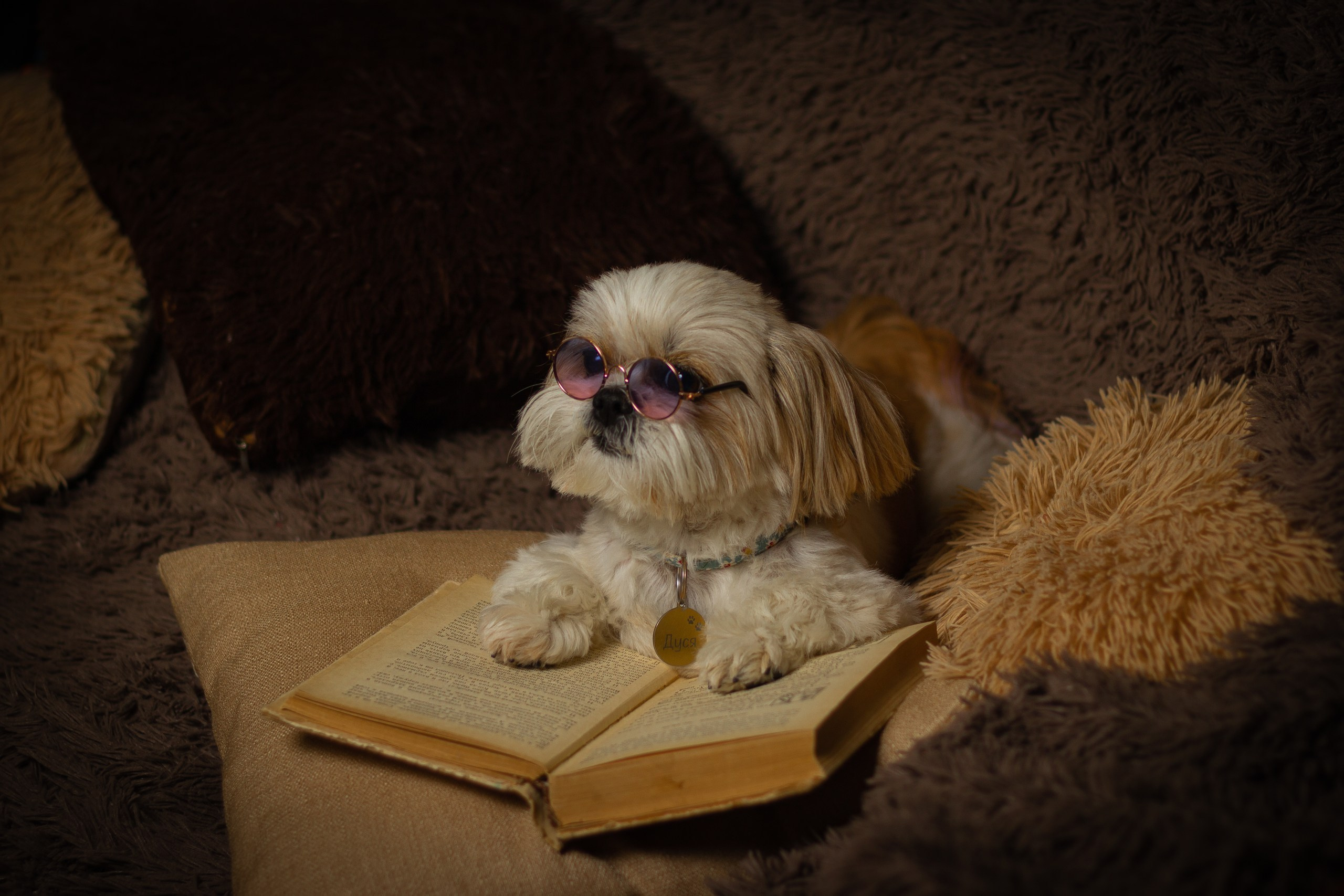 Фотосессии животных. Семейный, детский фотограф Екатеринбург Светлана Плотникова