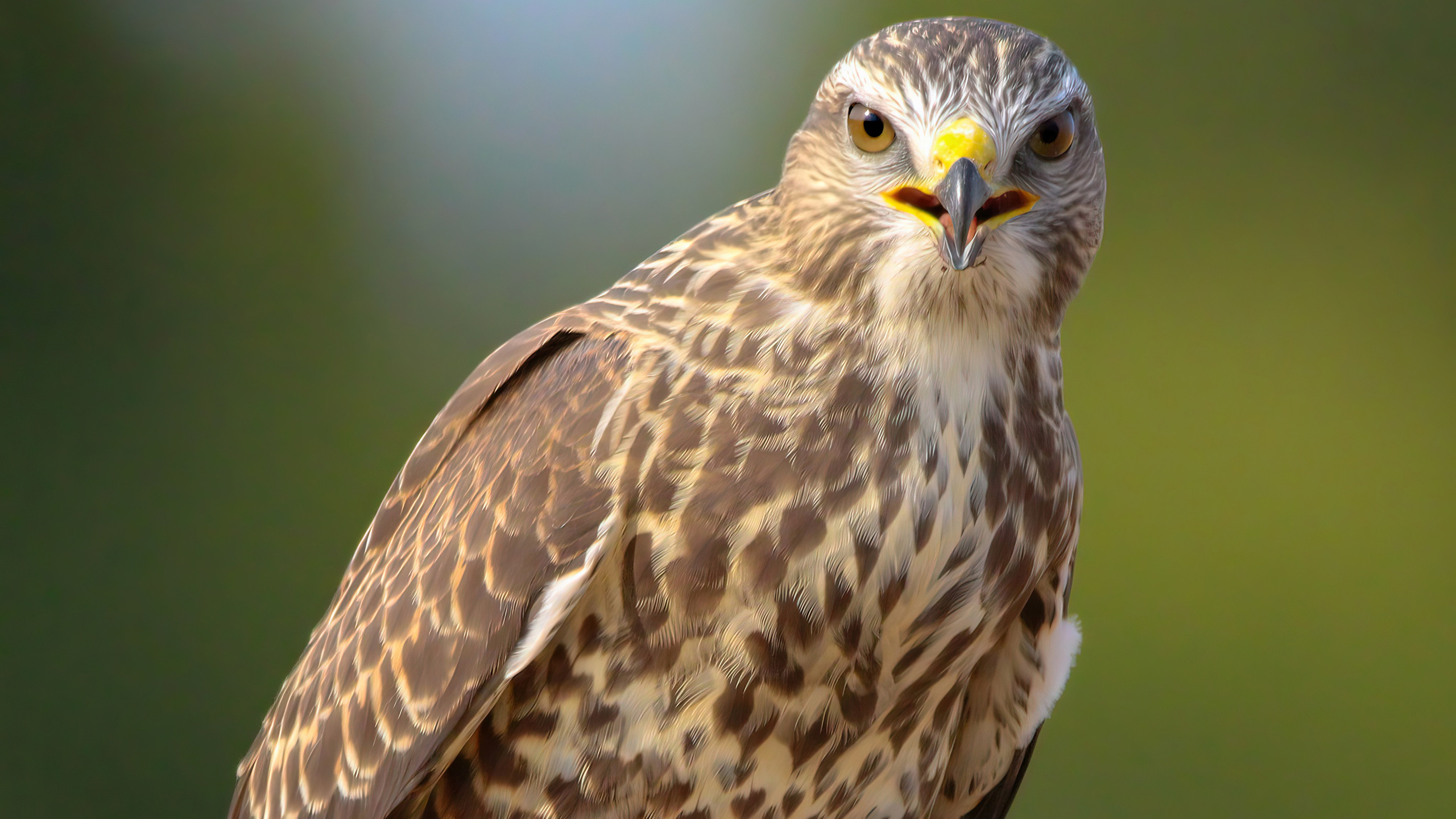 Фотографии Соловьёва Александра. GREEN UDMURTIA. Фотографии дикой природы