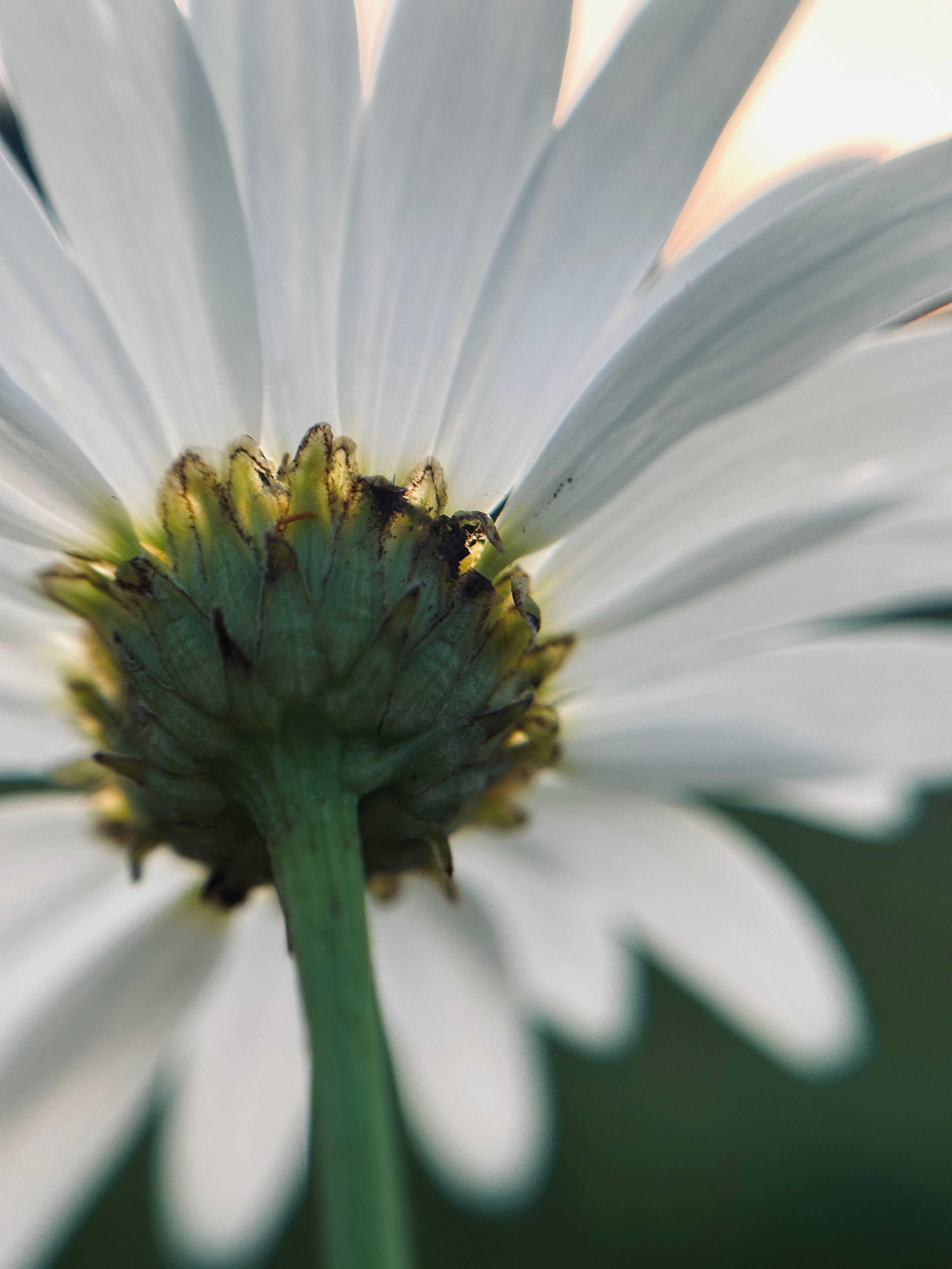 Макро любовь. Смотри, красота!