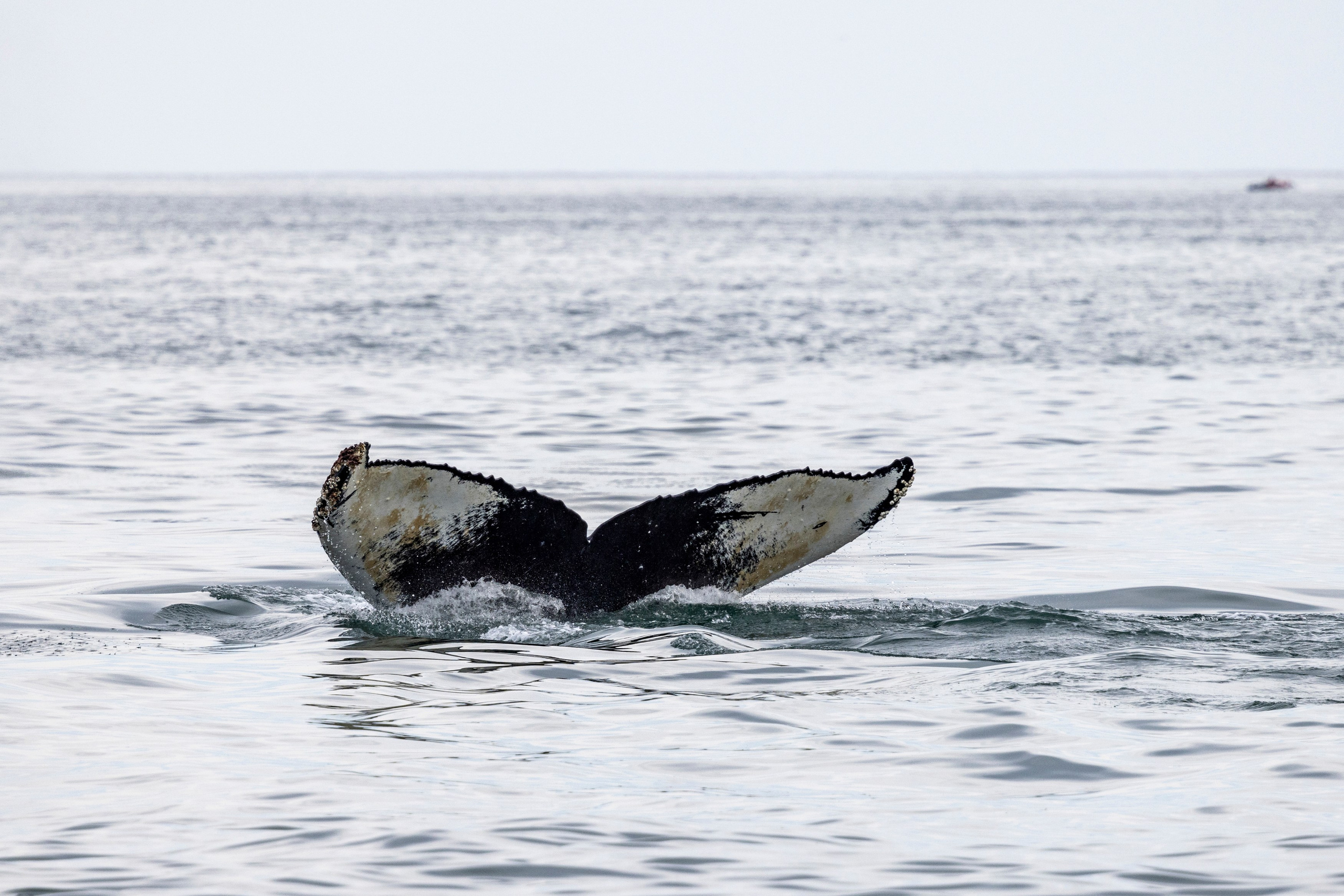 Научно-популярная Камчатка. Время Камчатки: чтобы найти свой путь, нужно скорость умножить на время