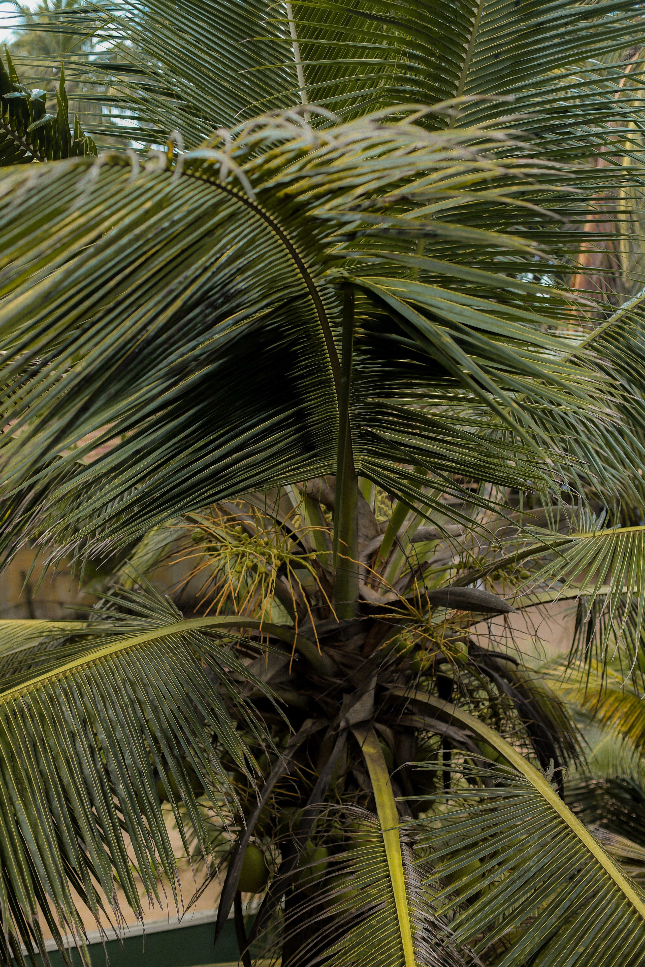 Девушка на пляже Ахунгала — Фотосессия с банановым листом и в натуральном бассейне | Шри-Ланка. Фотограф на Шри-Ланке