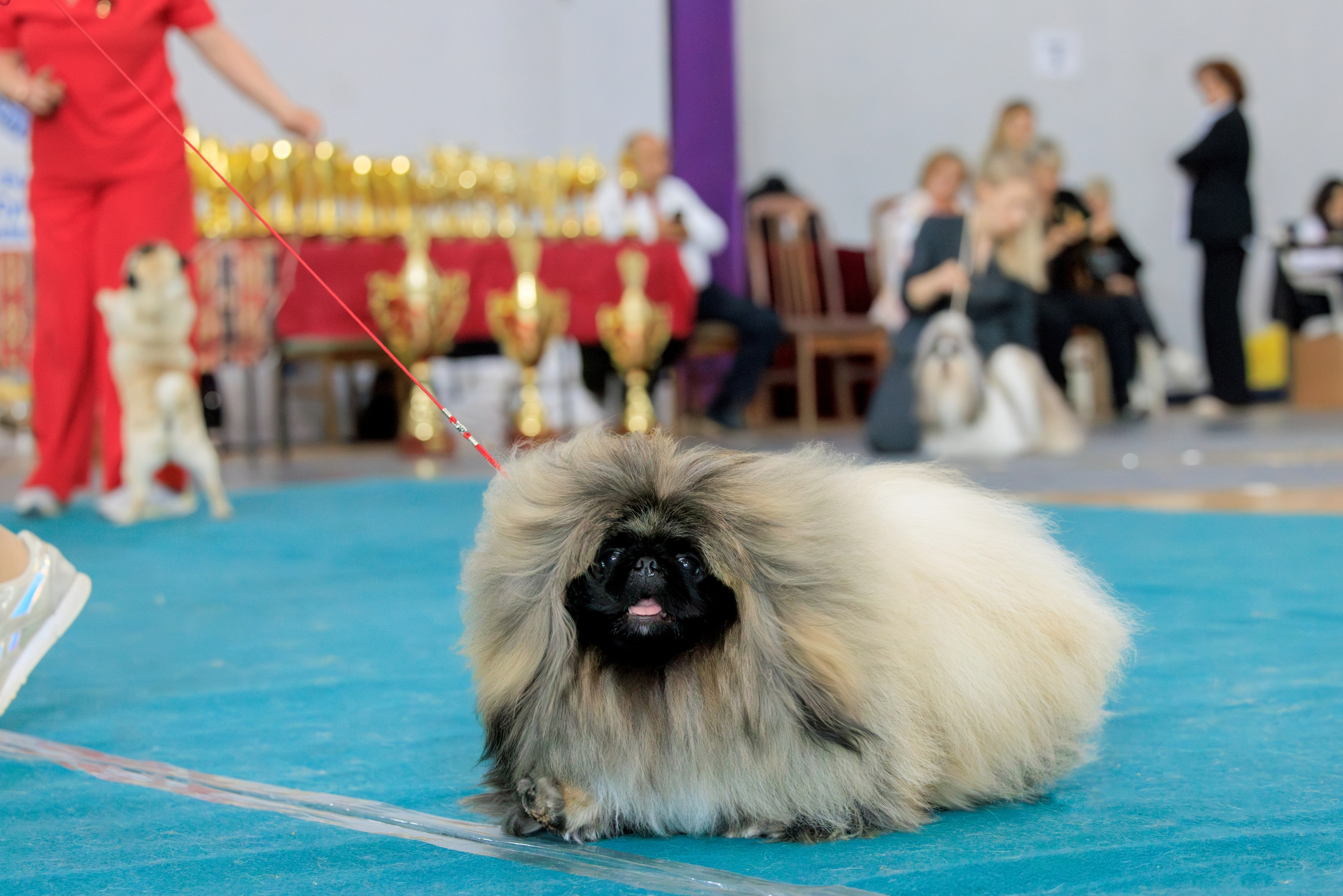 Ереван 2х CACIB 29-30.04.2025. Фотограф-анималист Юлия Германика