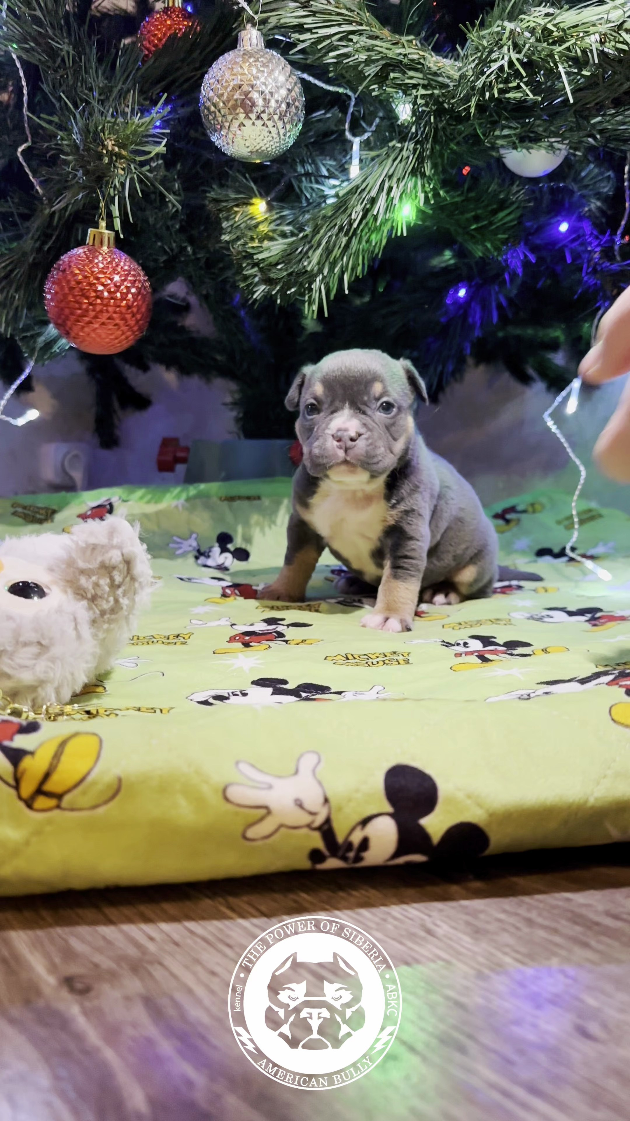 Все свободные щенки. Американский Булли в г. Ростов-на-Дону. Питомник THE POWER OF SIBERIA