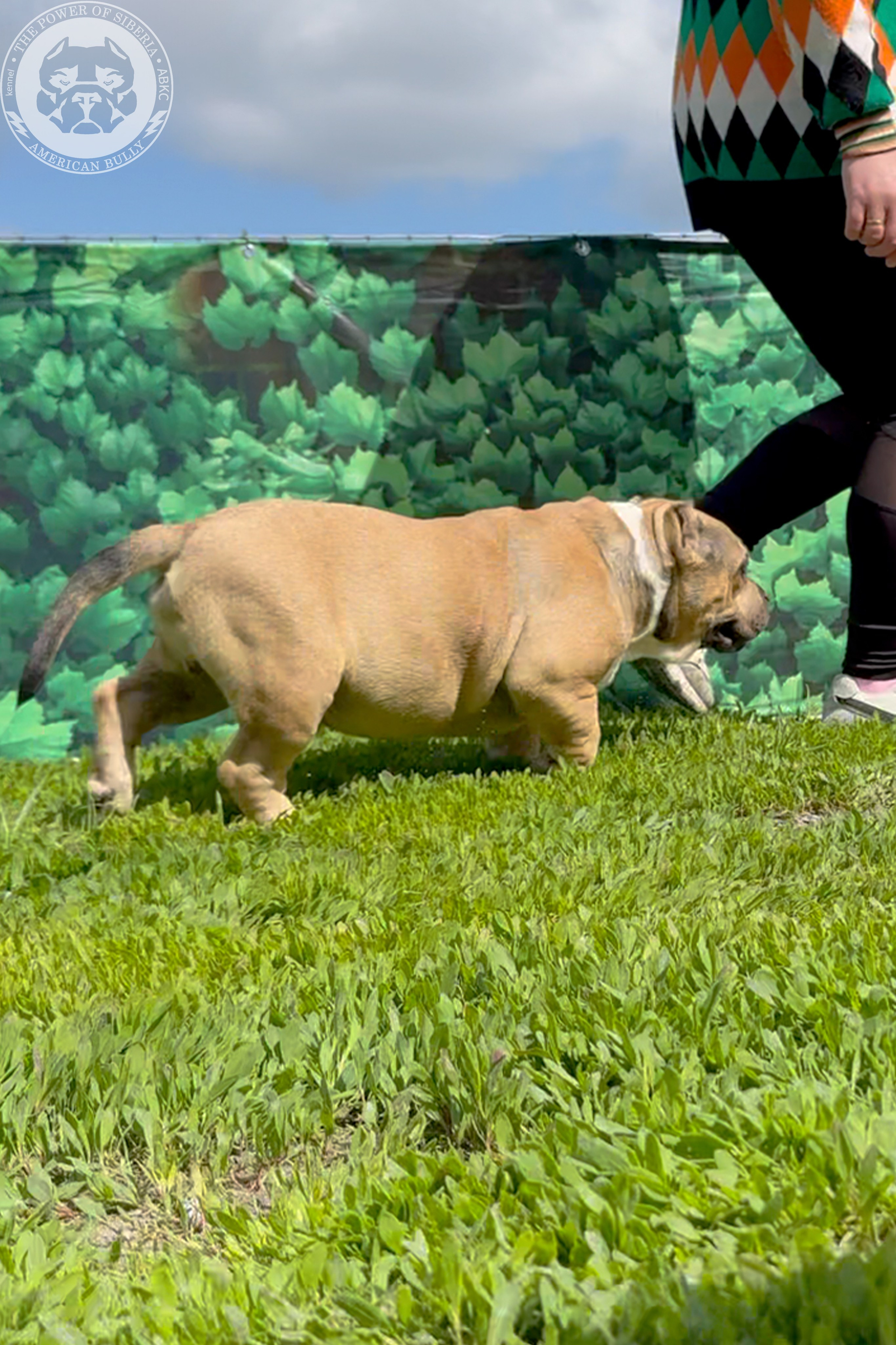 Свободные щенки Американский Булли, в типах покет, классик, стандарт. Американский Булли в г. Ростов-на-Дону. Питомник THE POWER OF SIBERIA