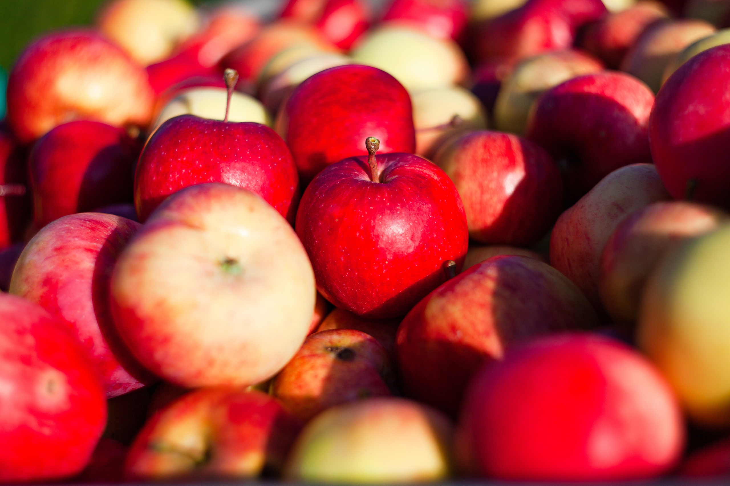 Сбор урожая. Детский и семейный фотограф в Санкт-Петербурге Елизавета Сорокина