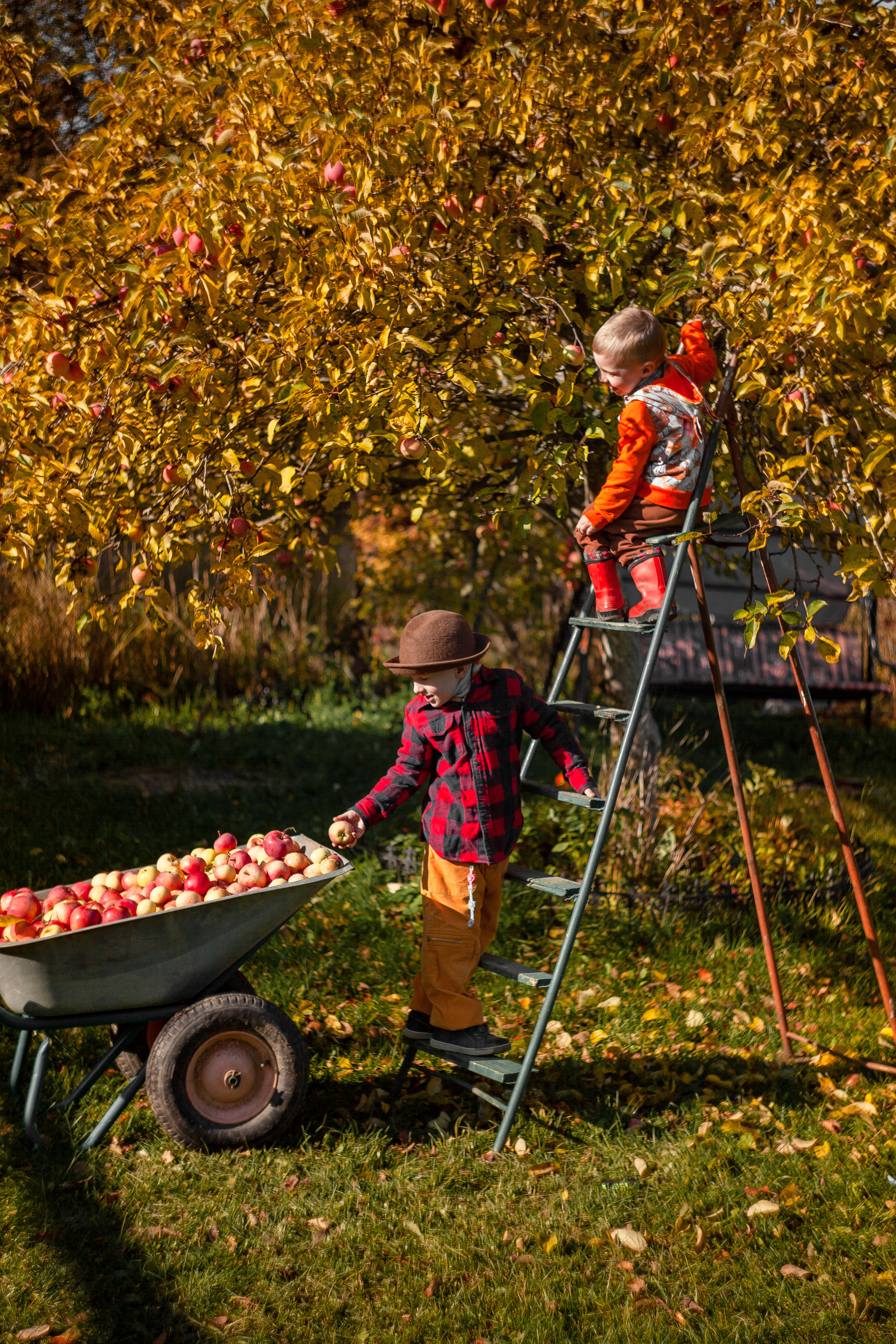 Сбор урожая. Детский и семейный фотограф в Санкт-Петербурге Елизавета Сорокина