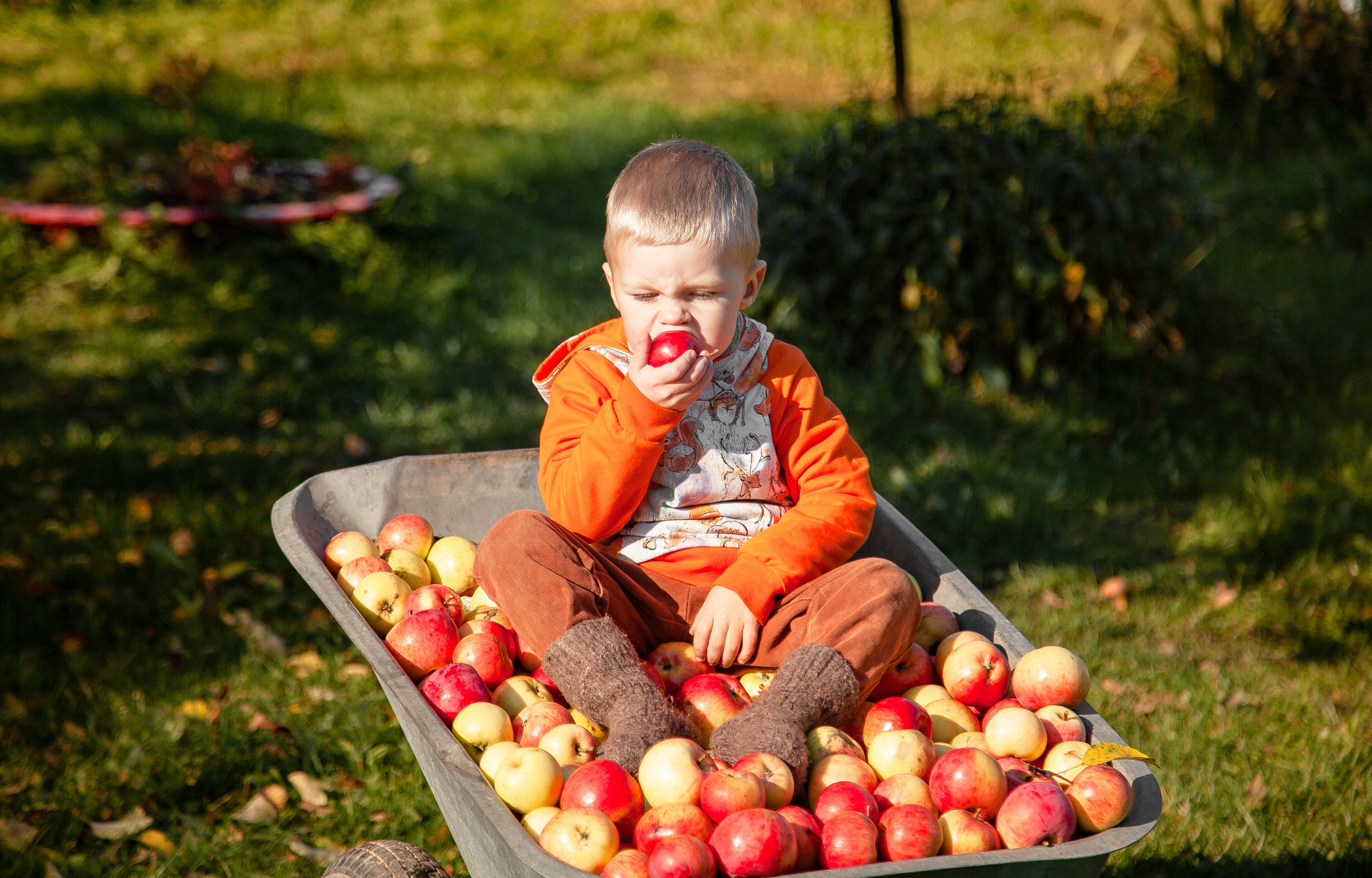 Сбор урожая. Детский и семейный фотограф в Санкт-Петербурге Елизавета Сорокина