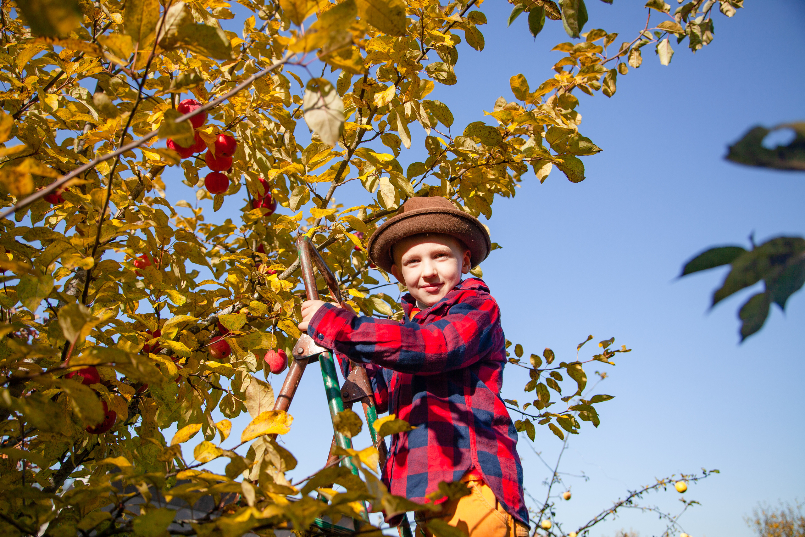 Сбор урожая. Детский и семейный фотограф в Санкт-Петербурге Елизавета Сорокина