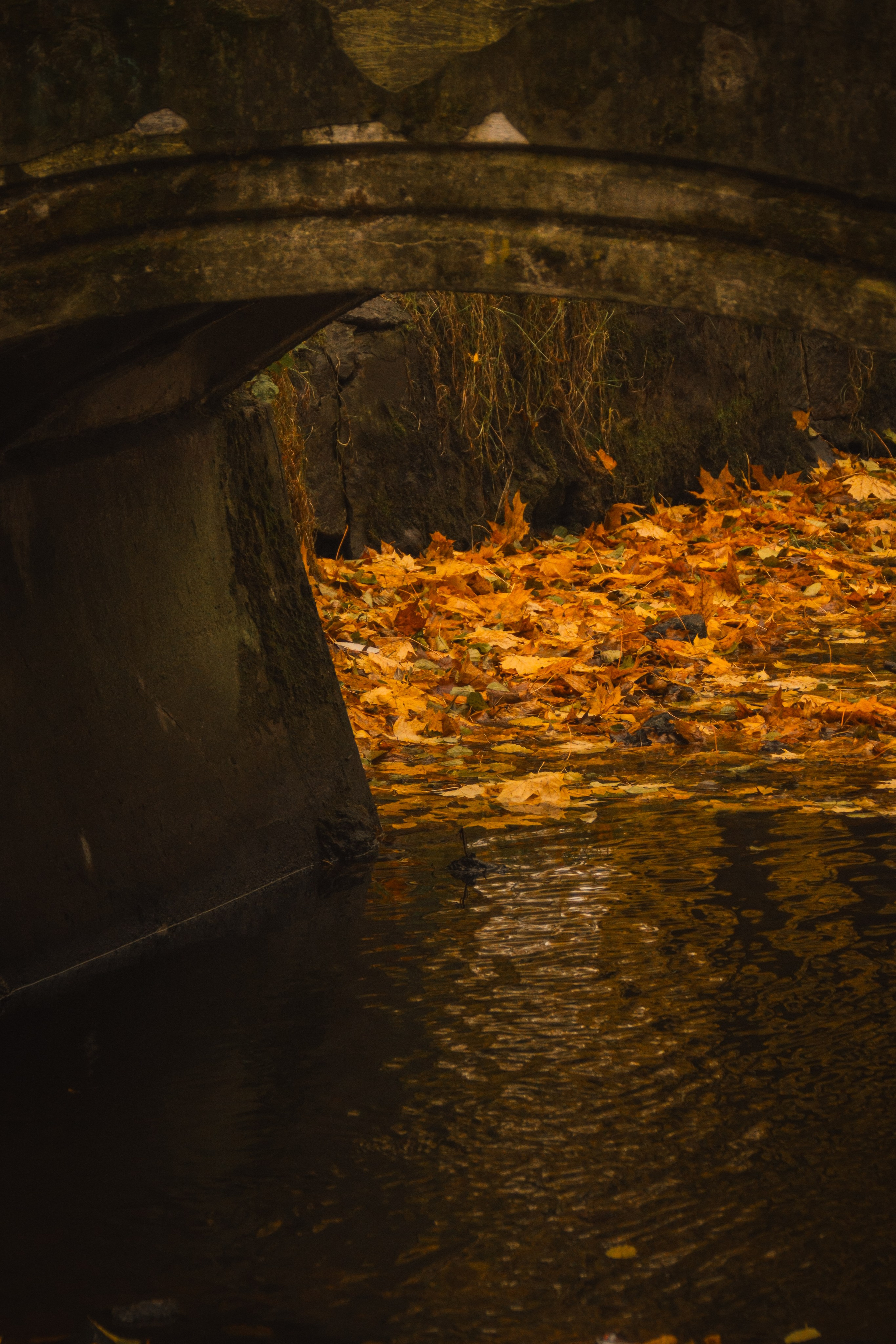 Ж Е Л Т Ы Й. — Digital Noise —