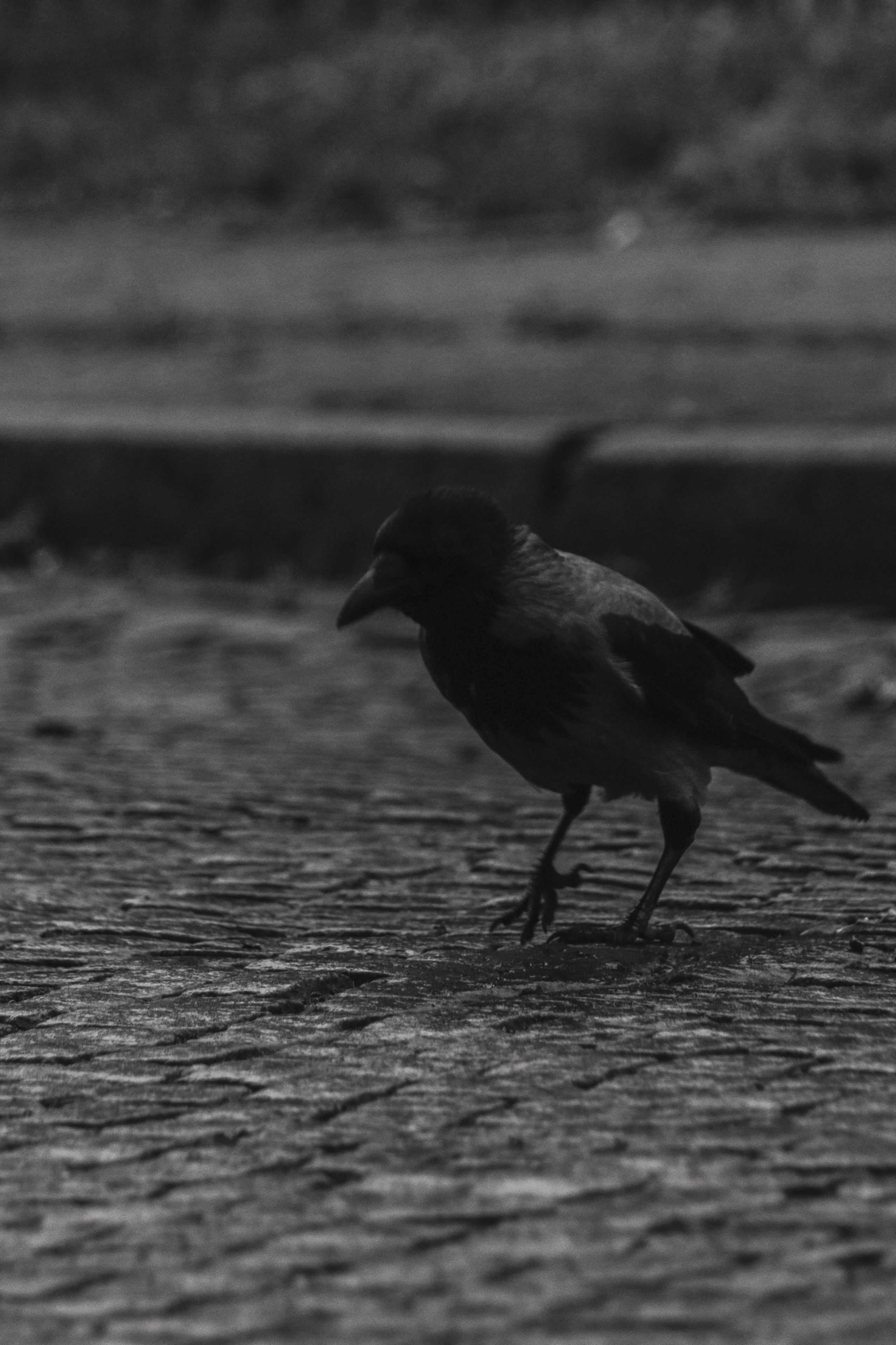 Ч \ Б. — Digital Noise —