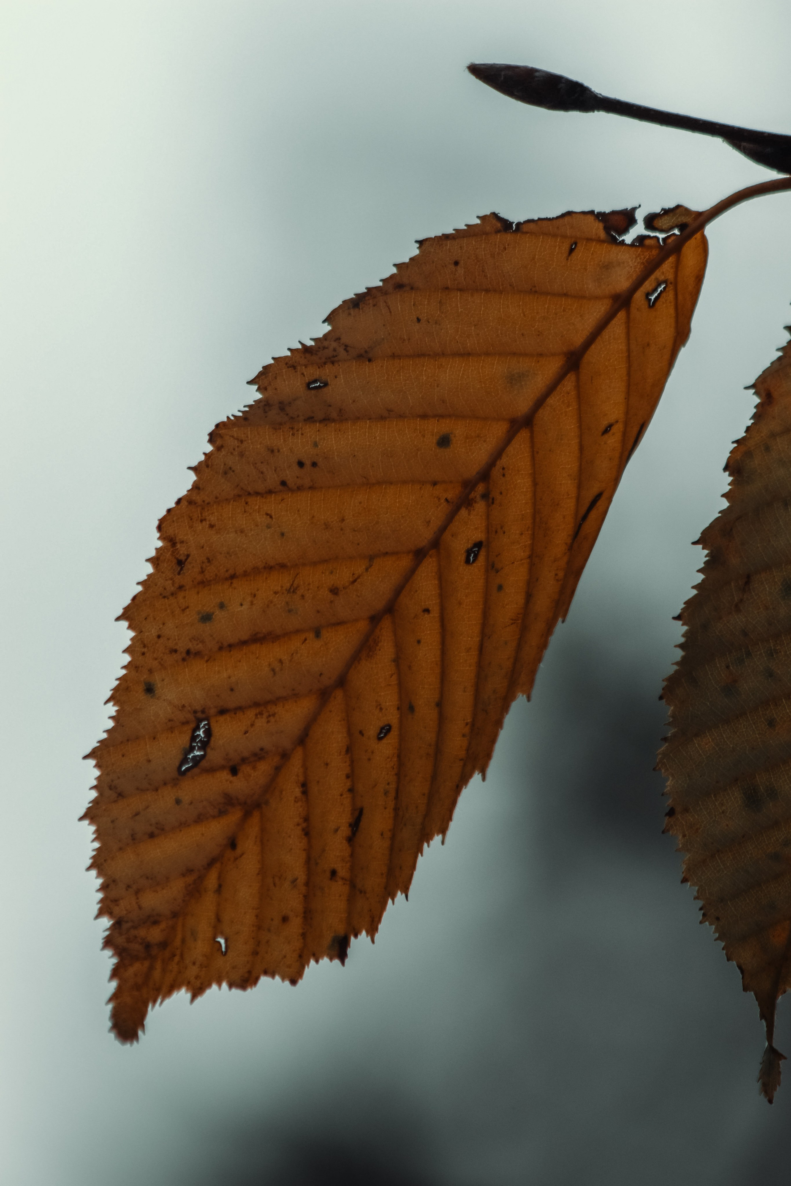 Ж Е Л Т Ы Й. — Digital Noise —