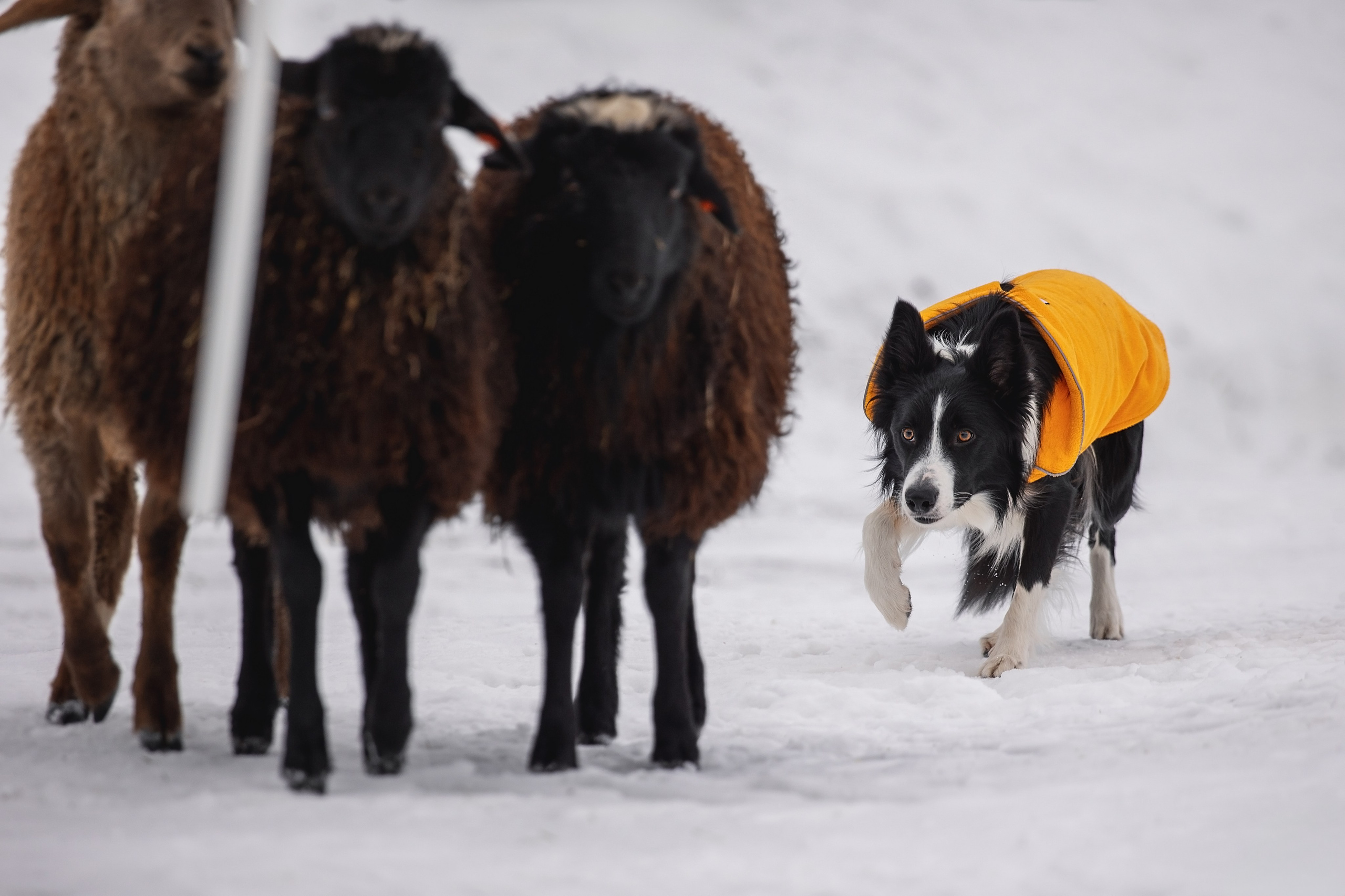 Татьяна и Ран. YULA KOLESOVA | Фотограф — Анималист | Художник | Тюмень