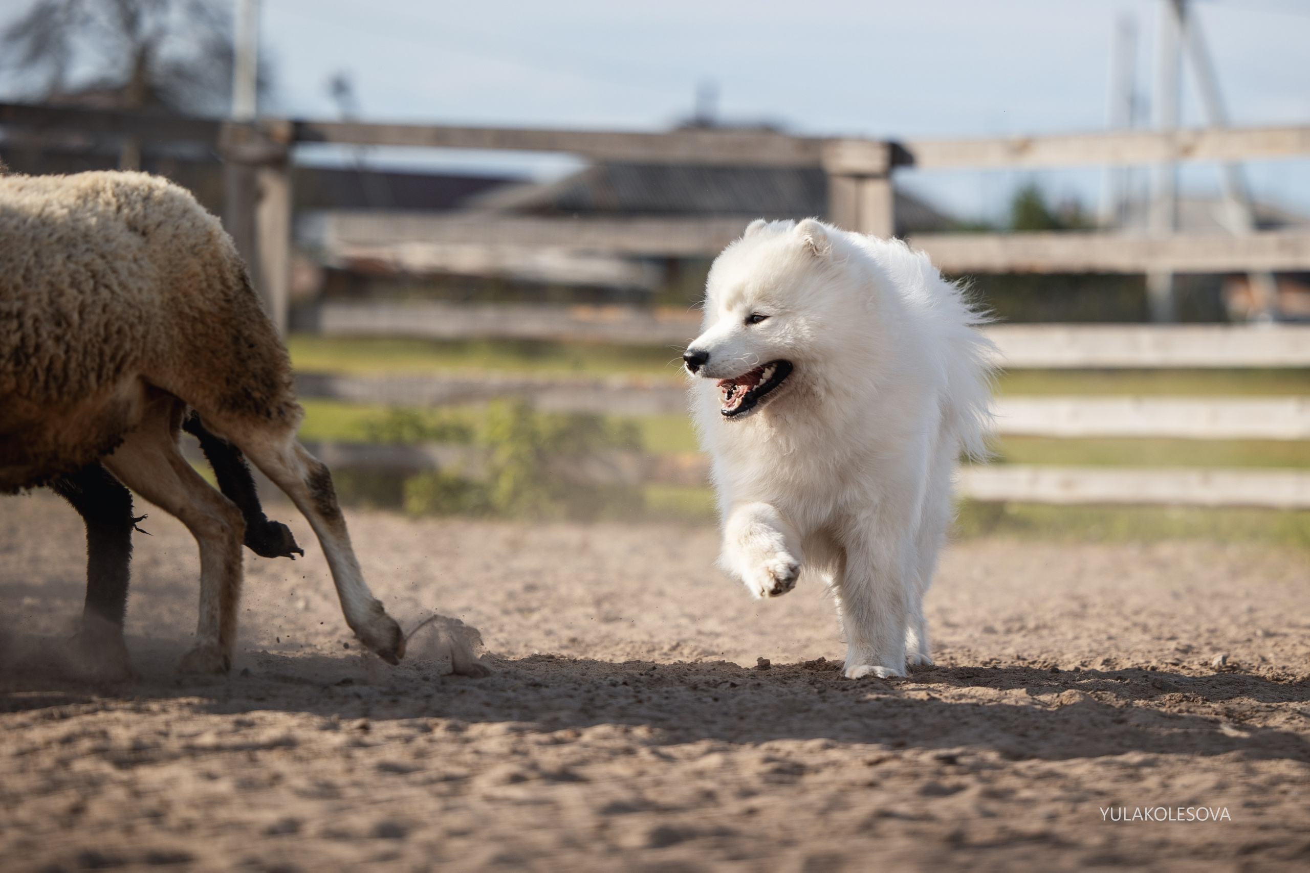 Пастуший интенсив, сентябрь 2024. YULA KOLESOVA | Фотограф — Анималист | Художник | Тюмень