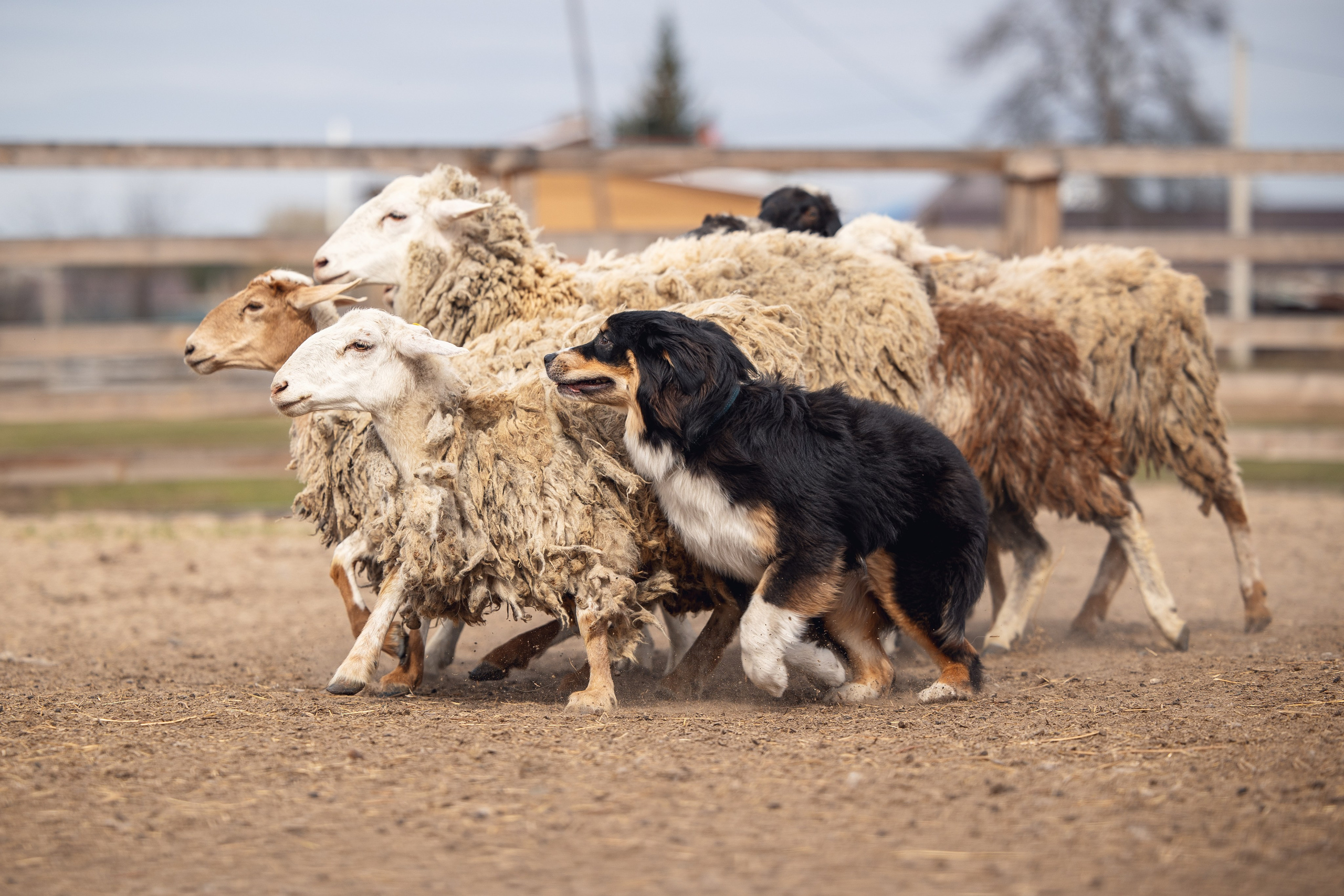 Ночь. YULA KOLESOVA | Фотограф — Анималист | Художник | Тюмень