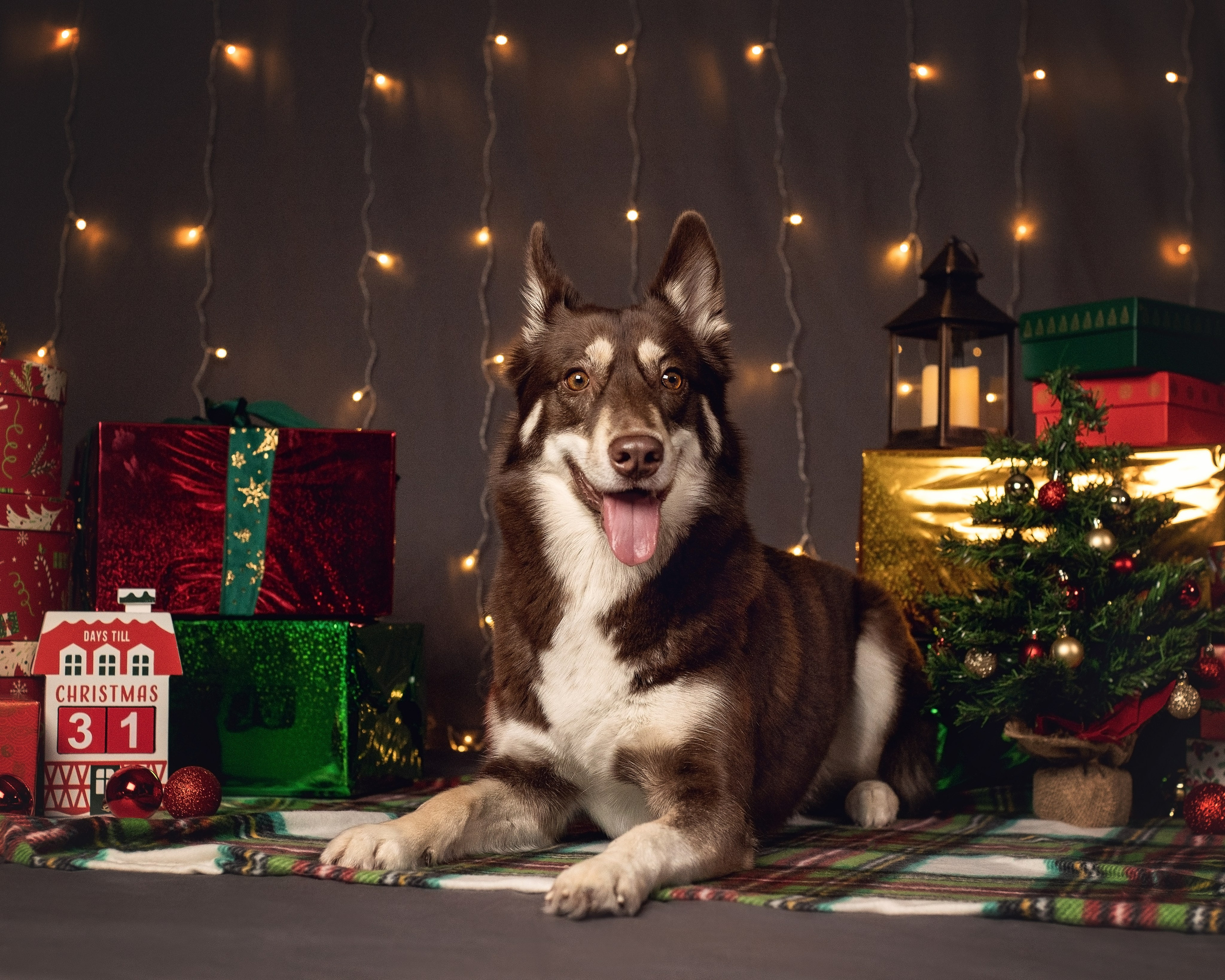 Новогодний. YULA KOLESOVA | Фотограф — Анималист | Художник | Тюмень