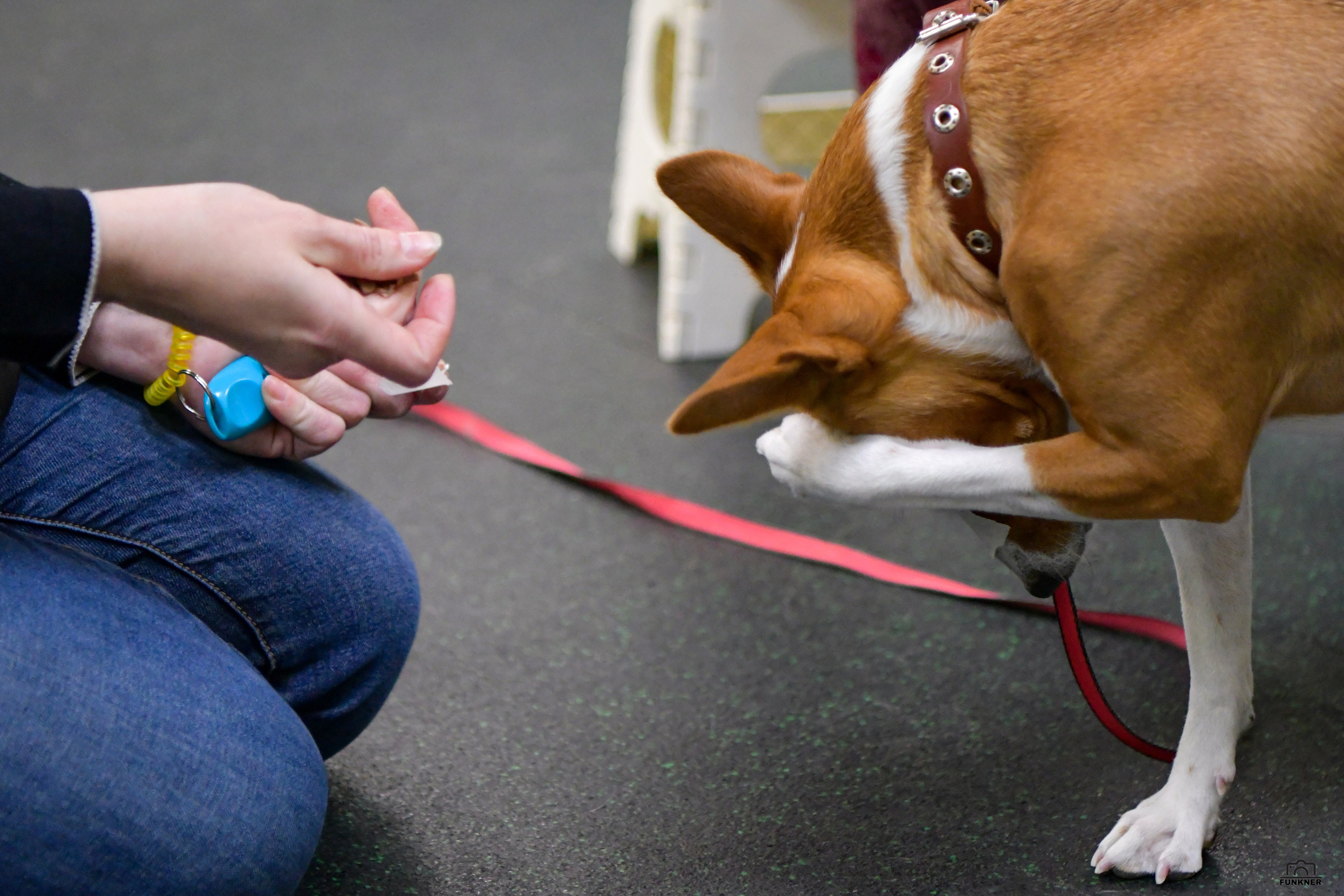 Кинологический клуб «Бодрый хвост». Свой взгляд через объектив