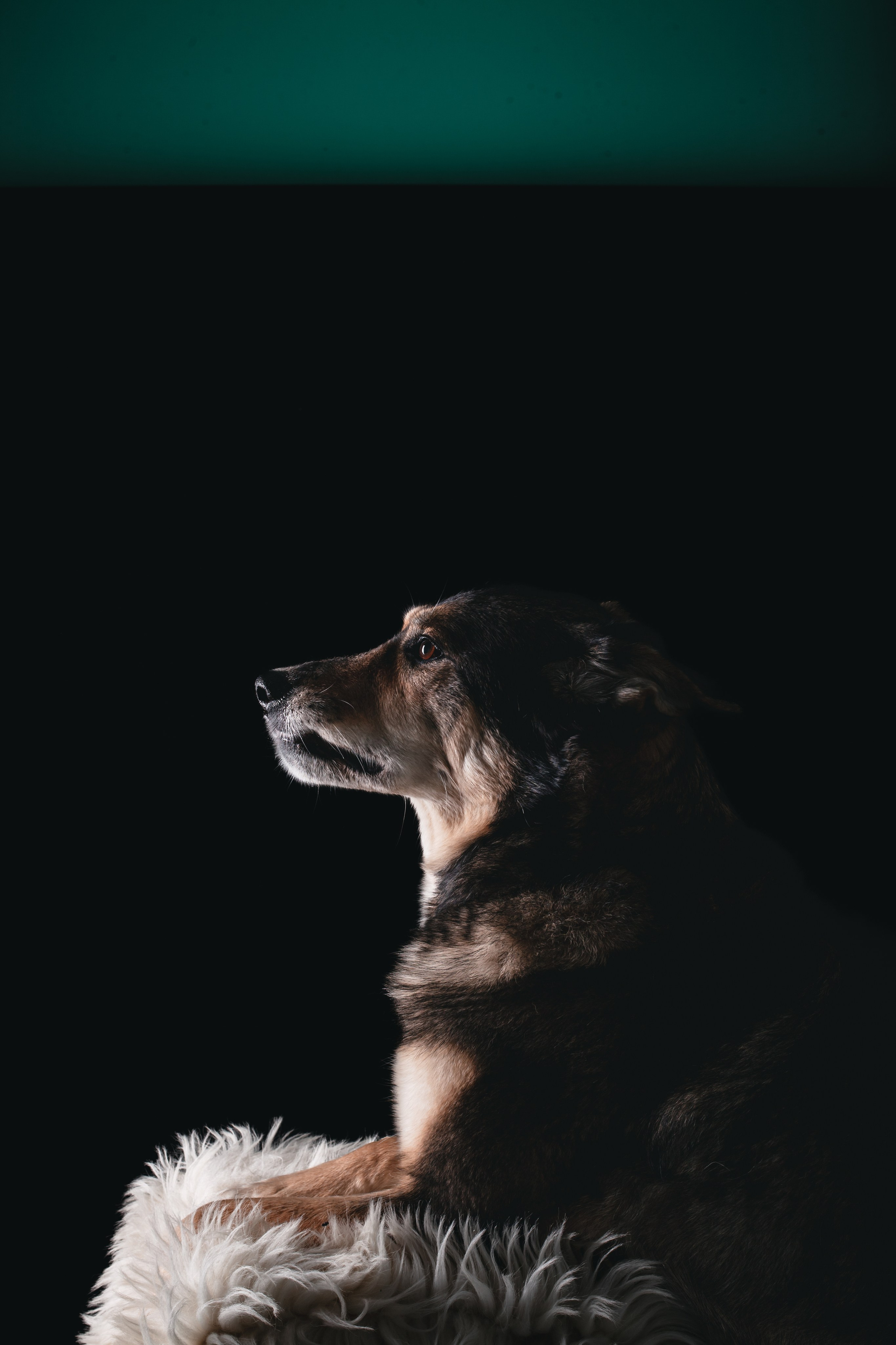 Студийная фотосессия с цветным светом. Фотограф-анималист Татьяна Степанова