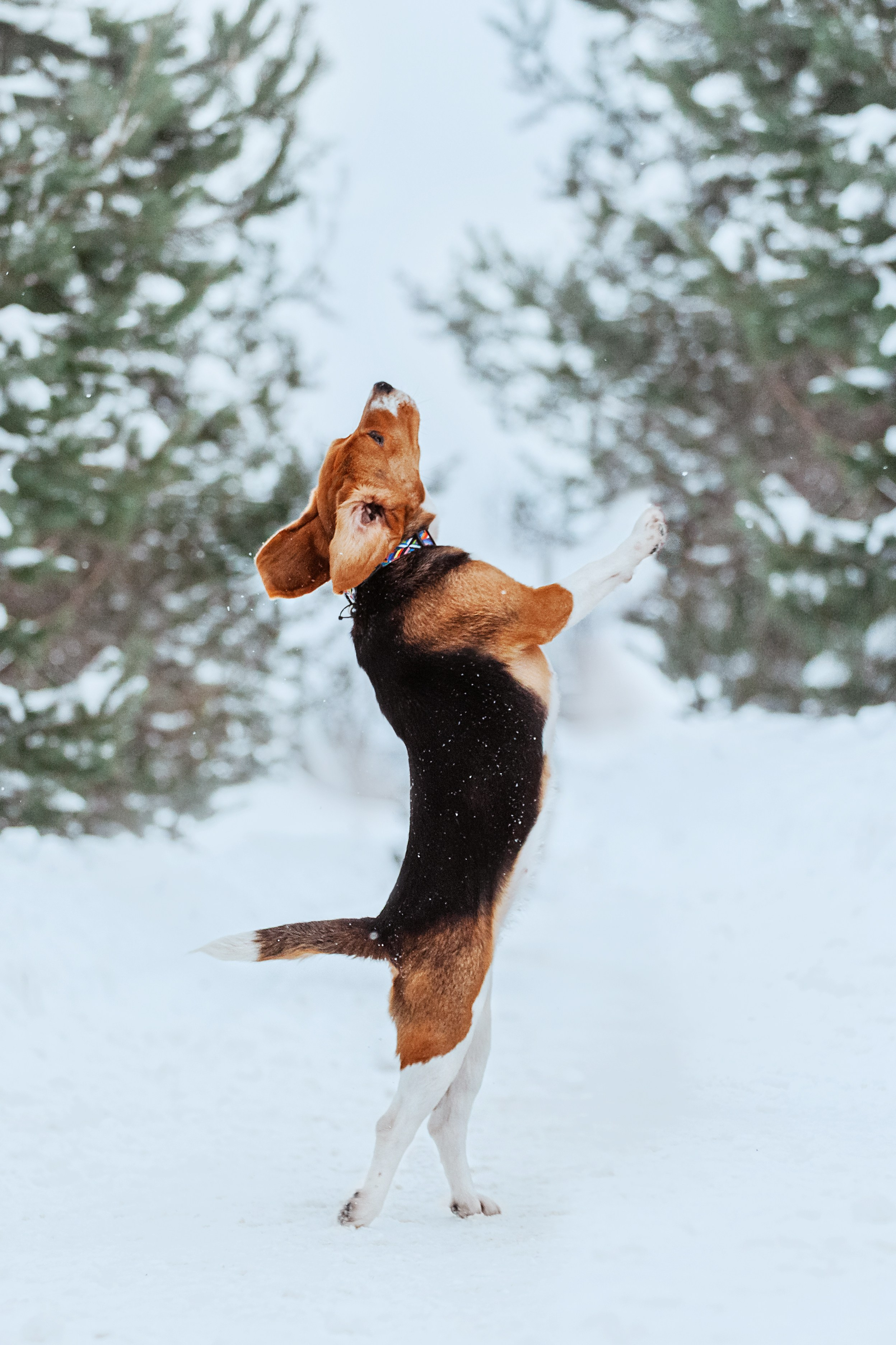 Дом для Биглей 2023. Фотограф-анималист Татьяна Степанова