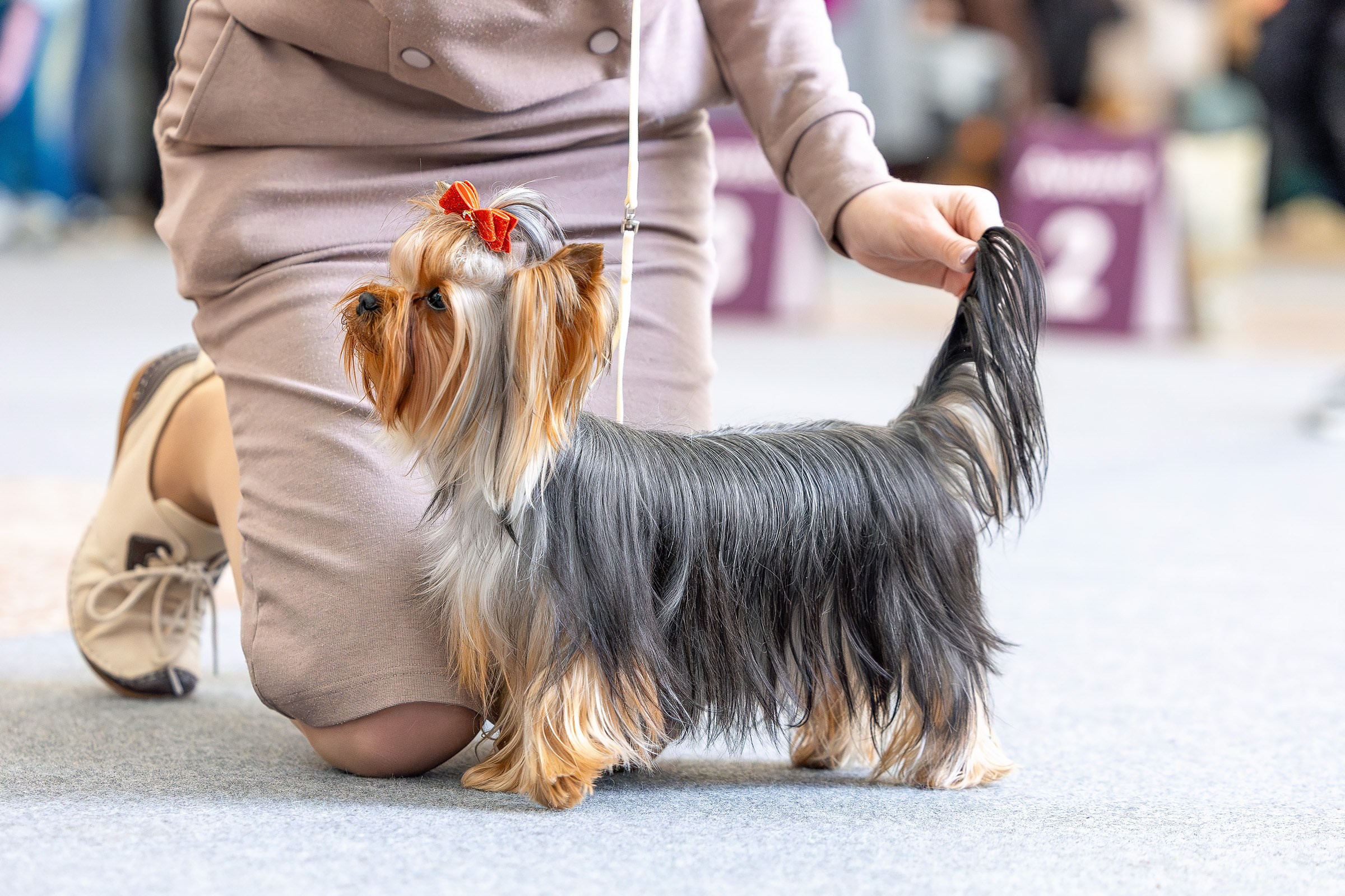 6 апреля 2025, Выставка РКФ, г. Пермь. Htykk_photo