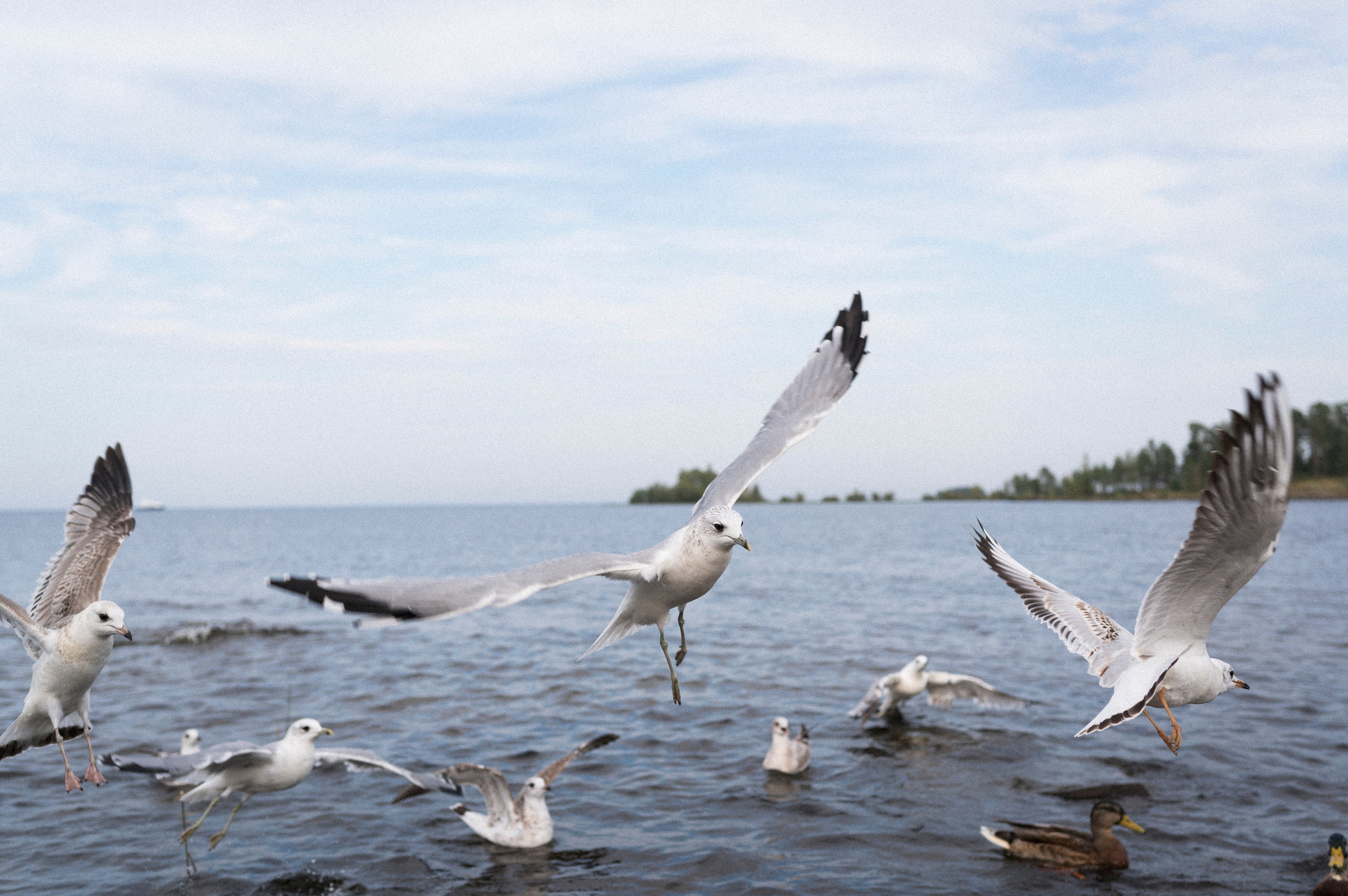 North 2024. Kartascheff