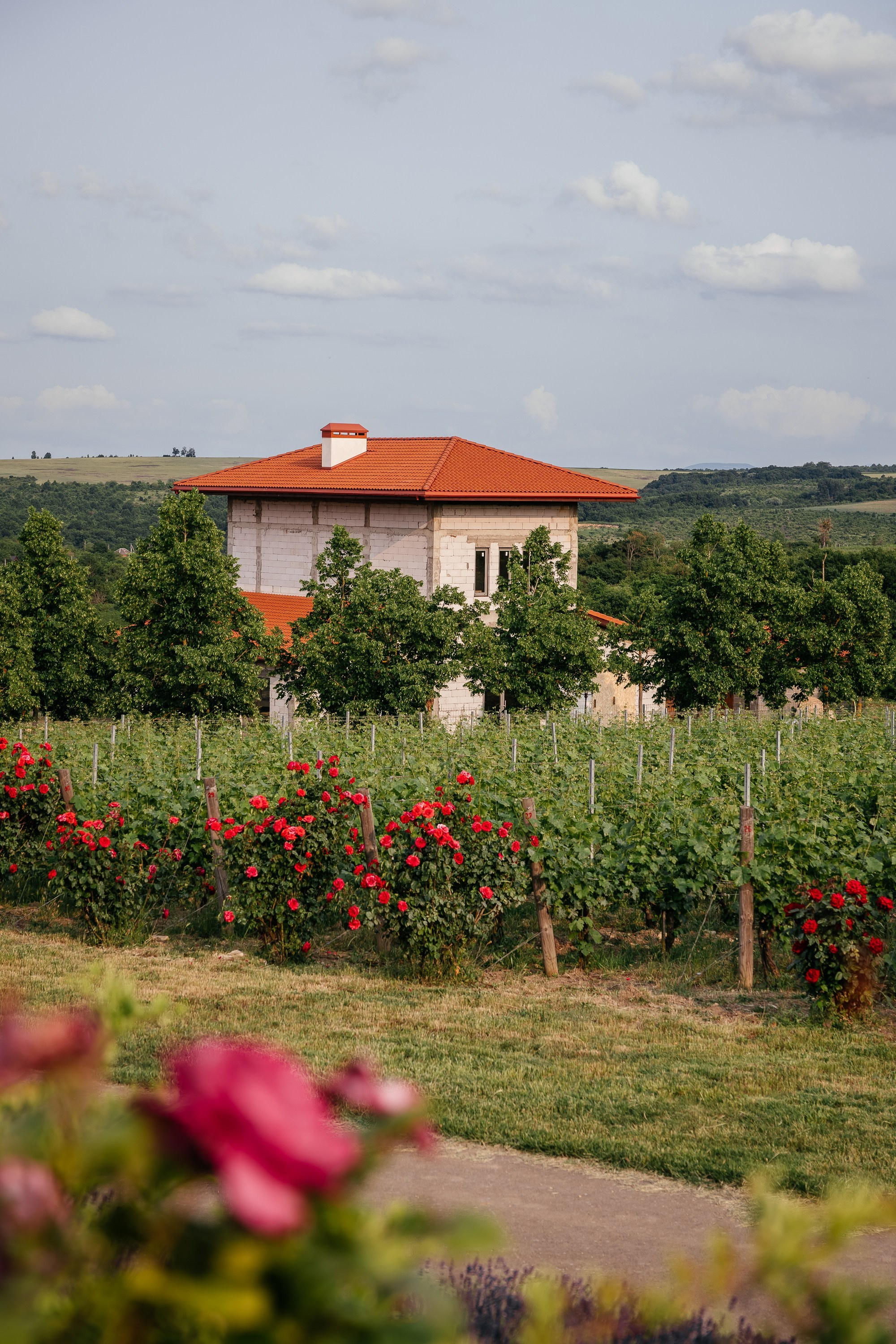 Pastoral. Репортажный и свадебный фотограф в Краснодаре Владислав Рыжов