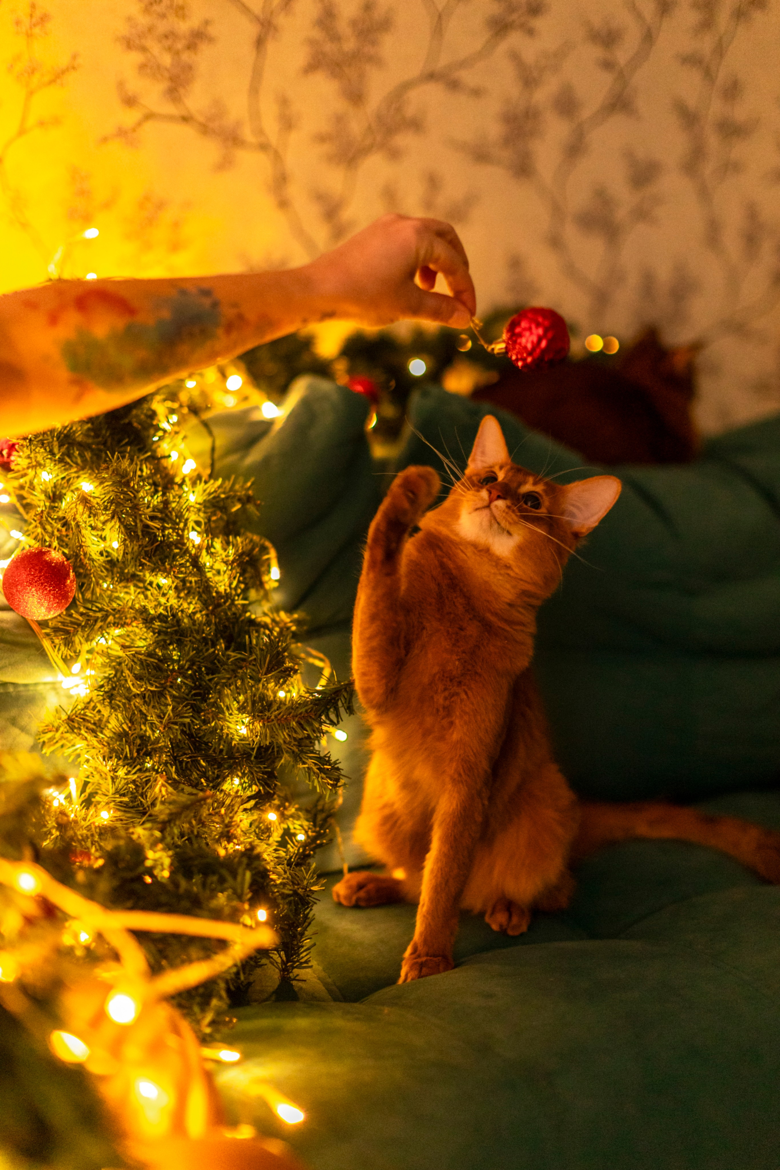 Сомали. Art my Pho