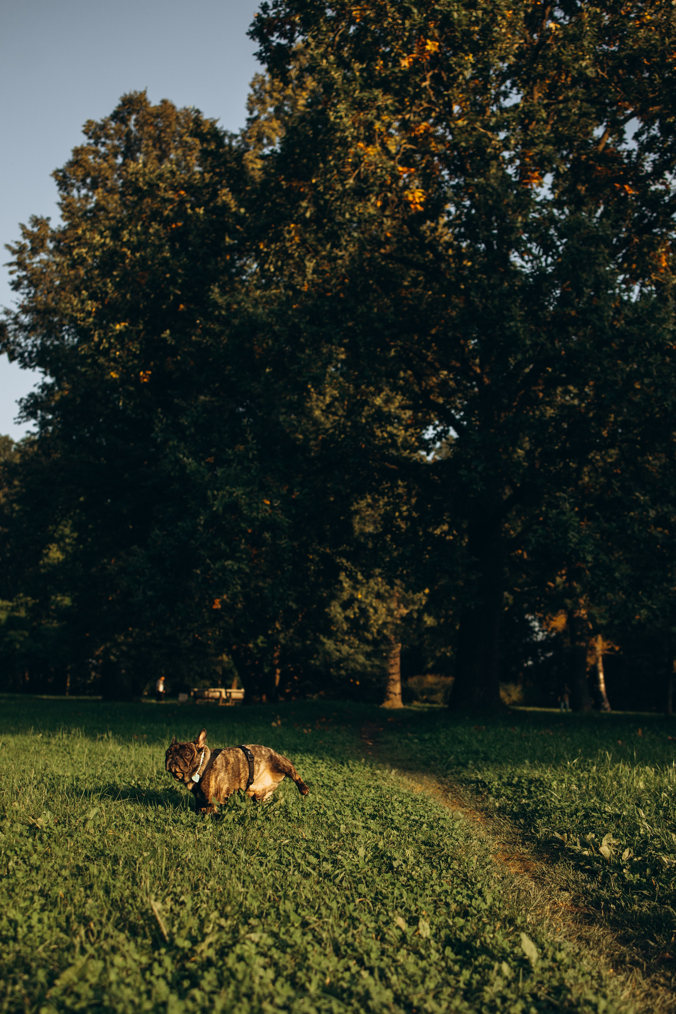 Олеся и Луи. Фотограф — Анималист | Санкт-Петербург
