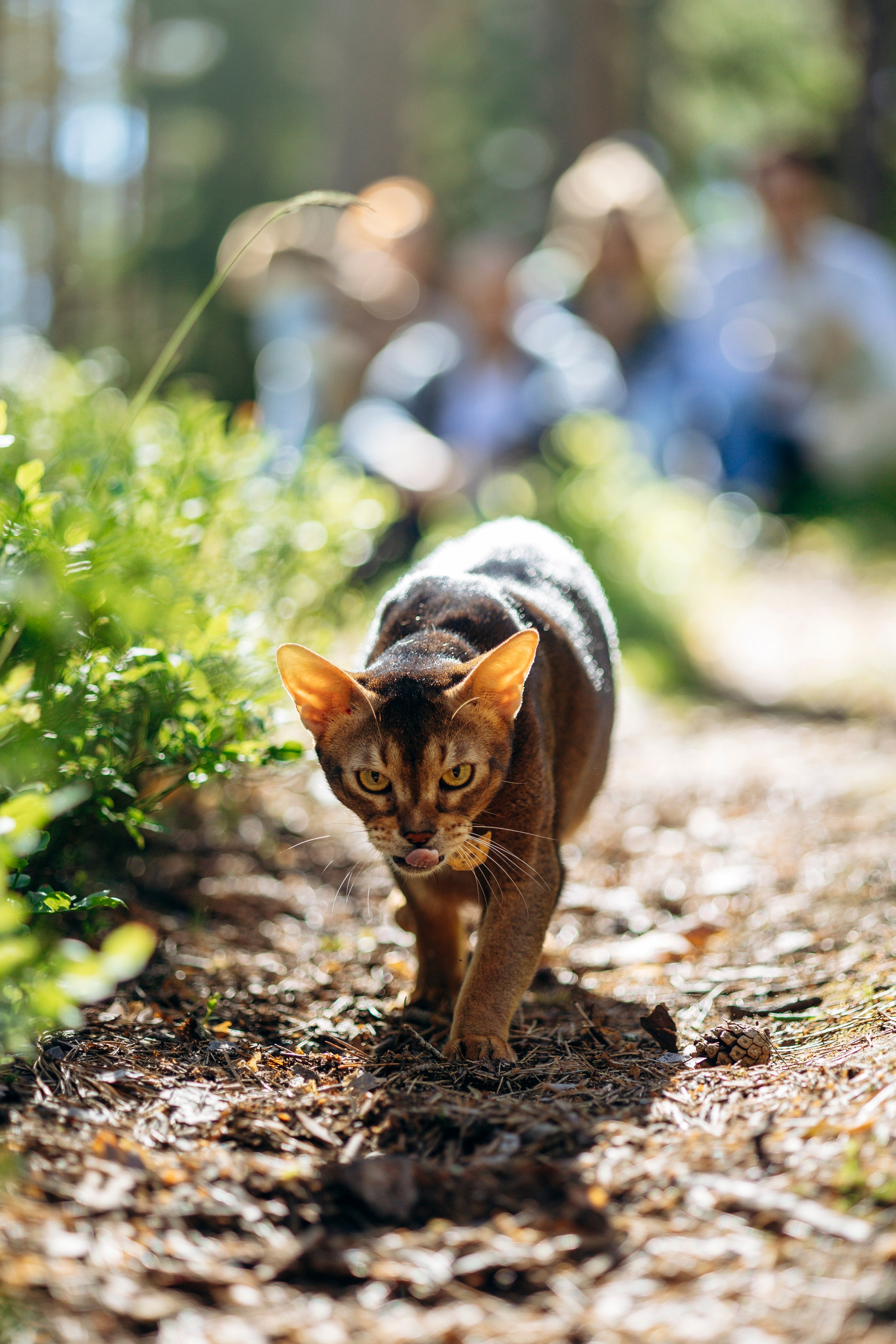 Котофеи и их семья. Фотограф — Анималист | Санкт-Петербург
