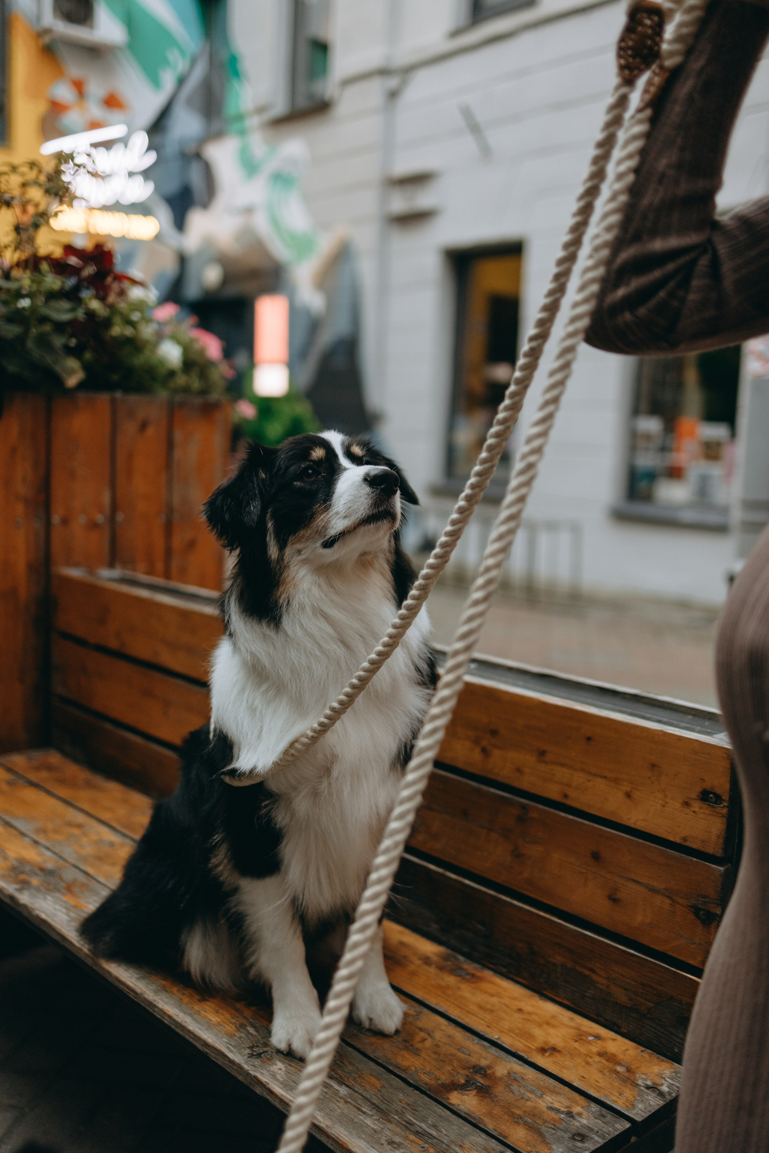 Катя и ее девочки. Фотограф — Анималист | Санкт-Петербург