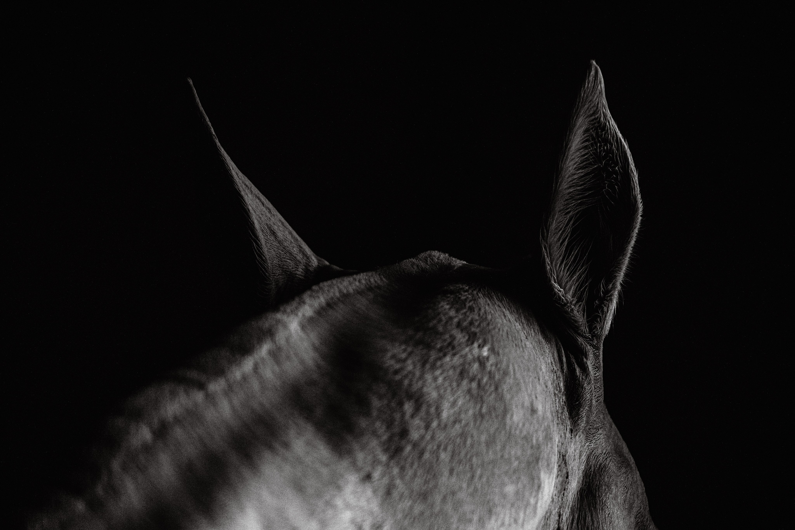 Akhalteke. Фотограф-анималист Ксендзова Кристина