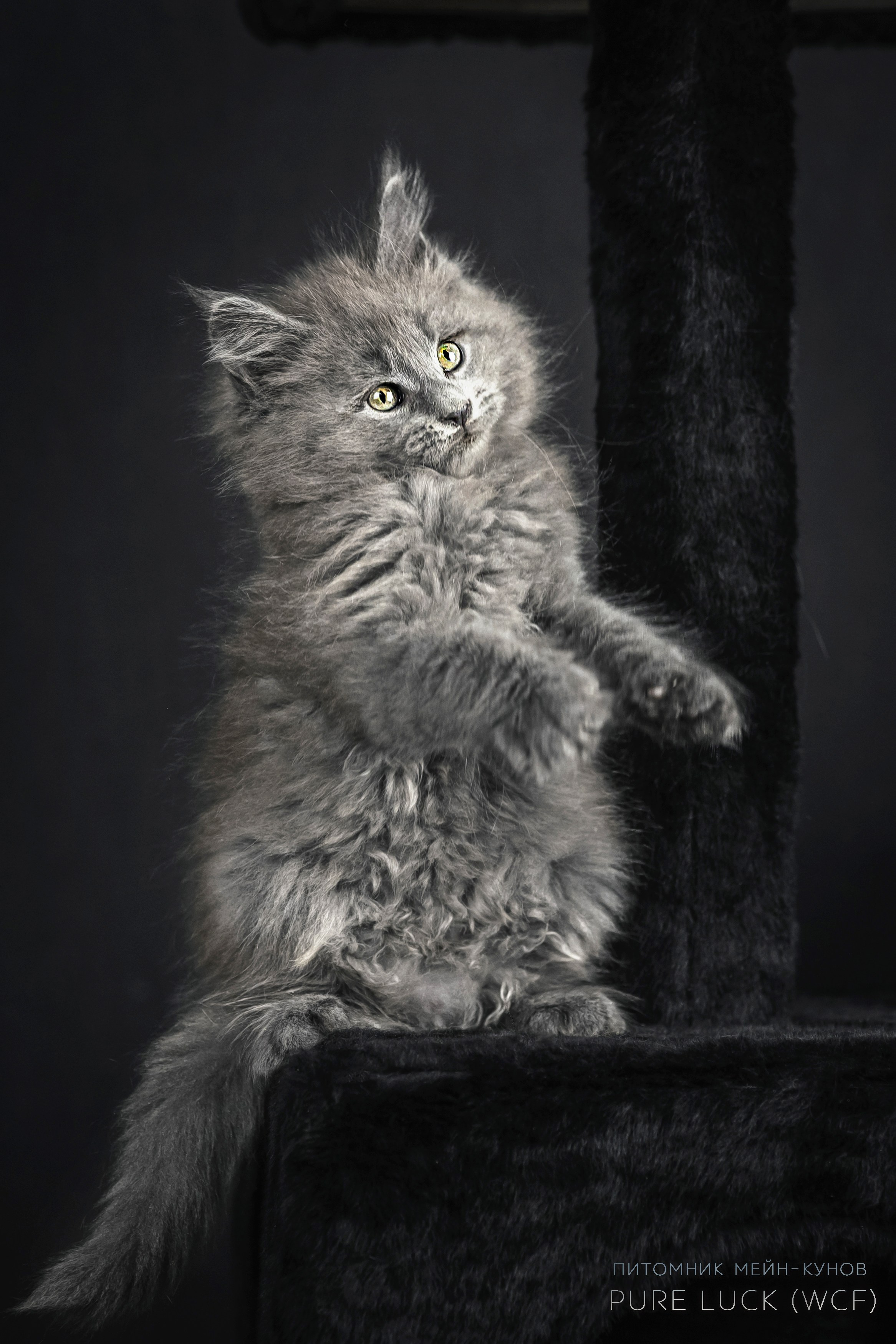 Куны. Фотограф анималист Аня Ливанова | Рыбинск