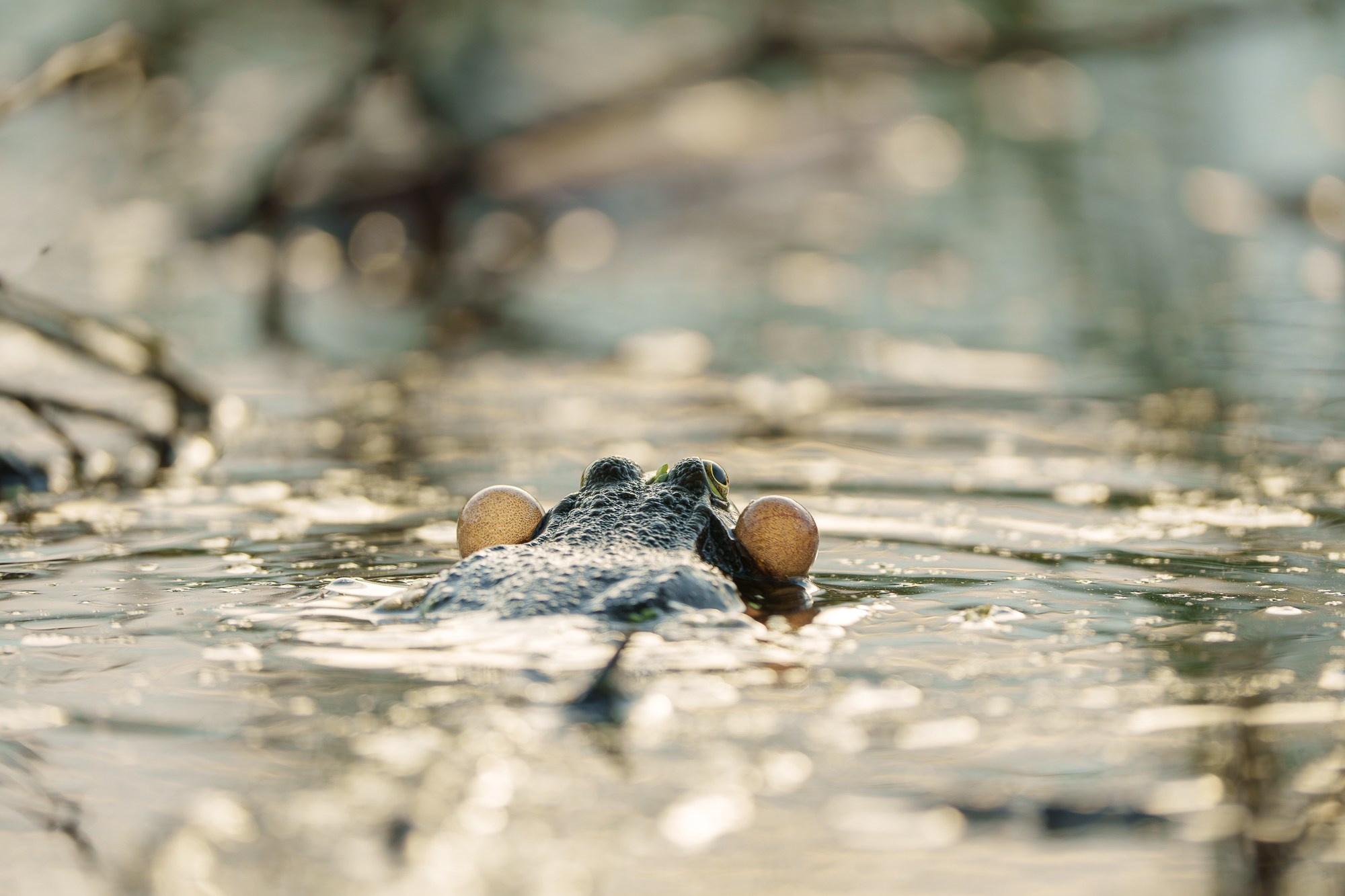 Животные. Ваш личный фотограф Марина Волкова