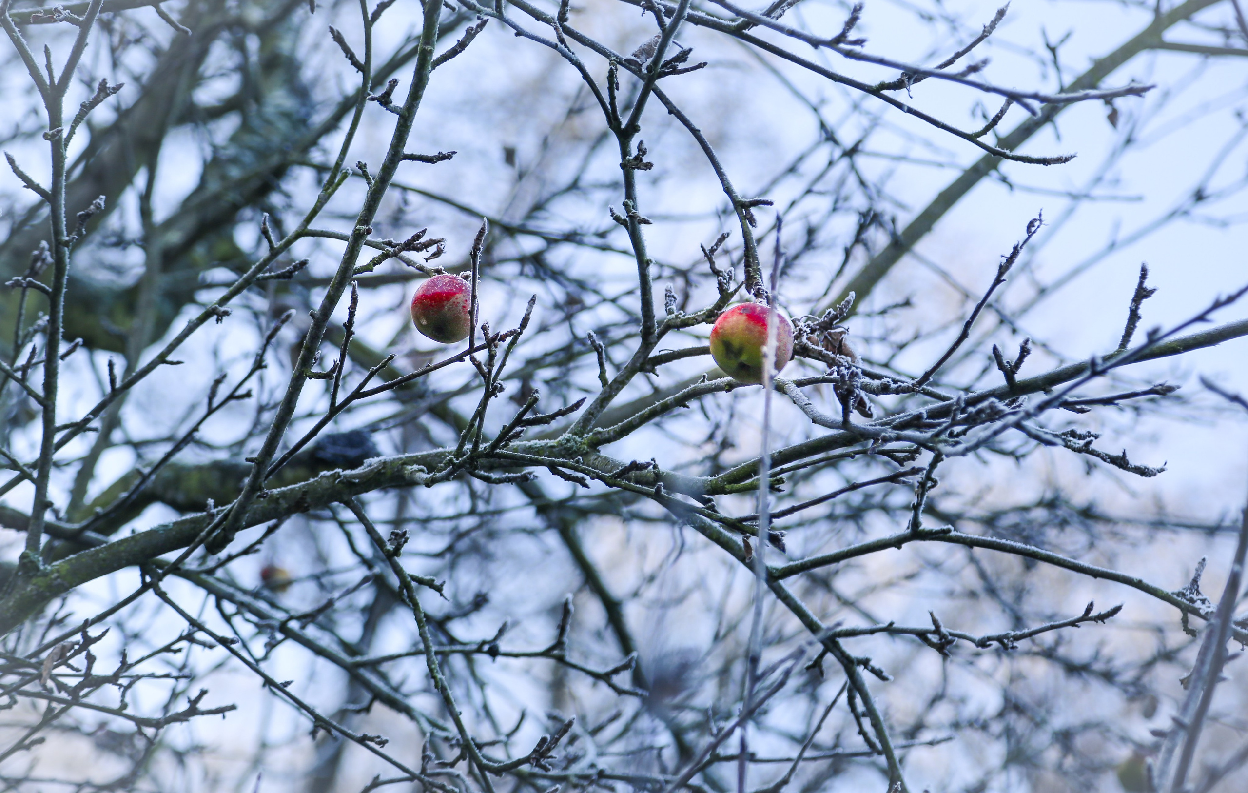 Чехия: Прага. Дарья Письменюк / Darya Leitstern — фотограф, музыкант, журналист, путешественник