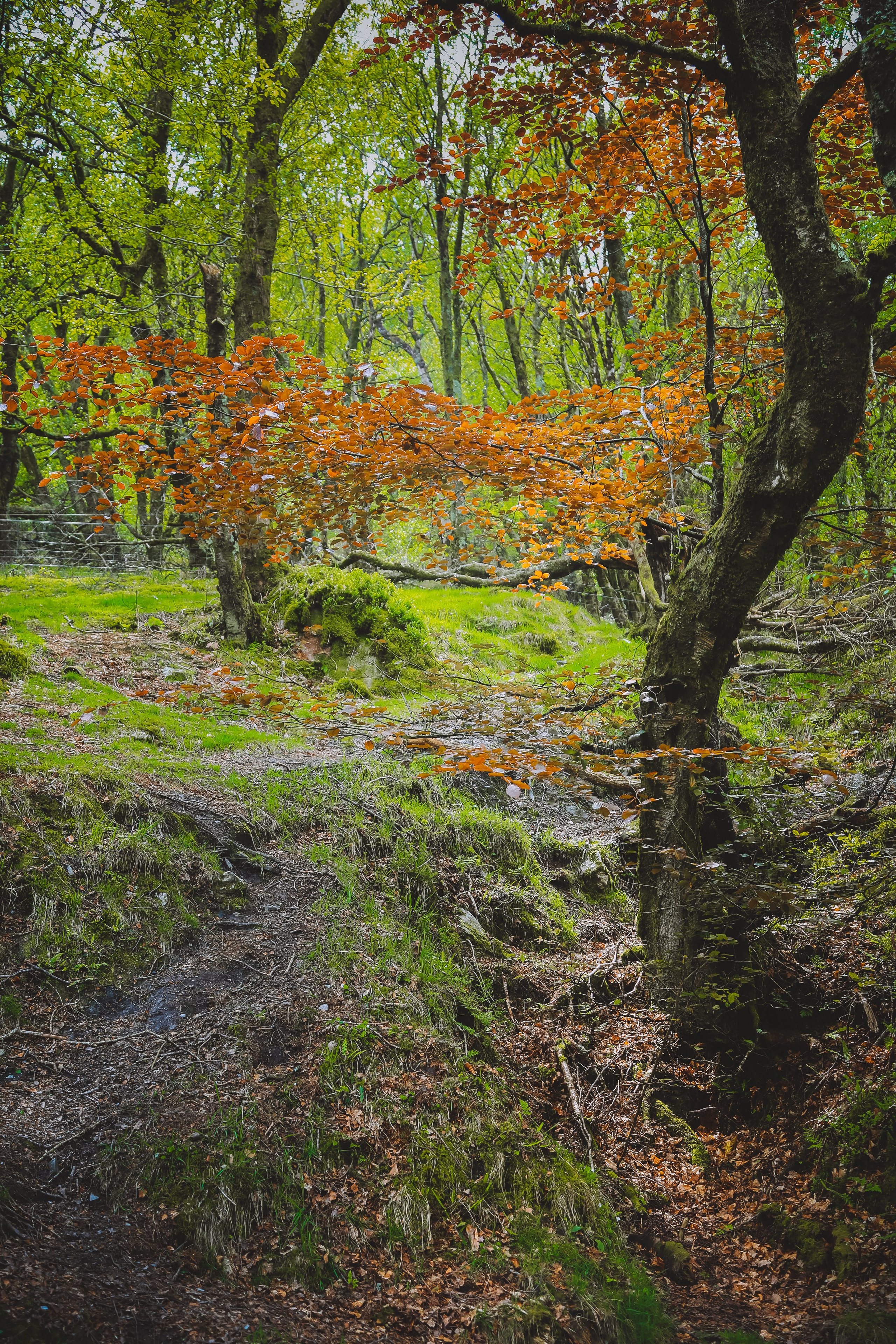 Ирландия: Горы Уиклоу. Дарья Письменюк / Darya Leitstern — фотограф, музыкант, журналист, путешественник