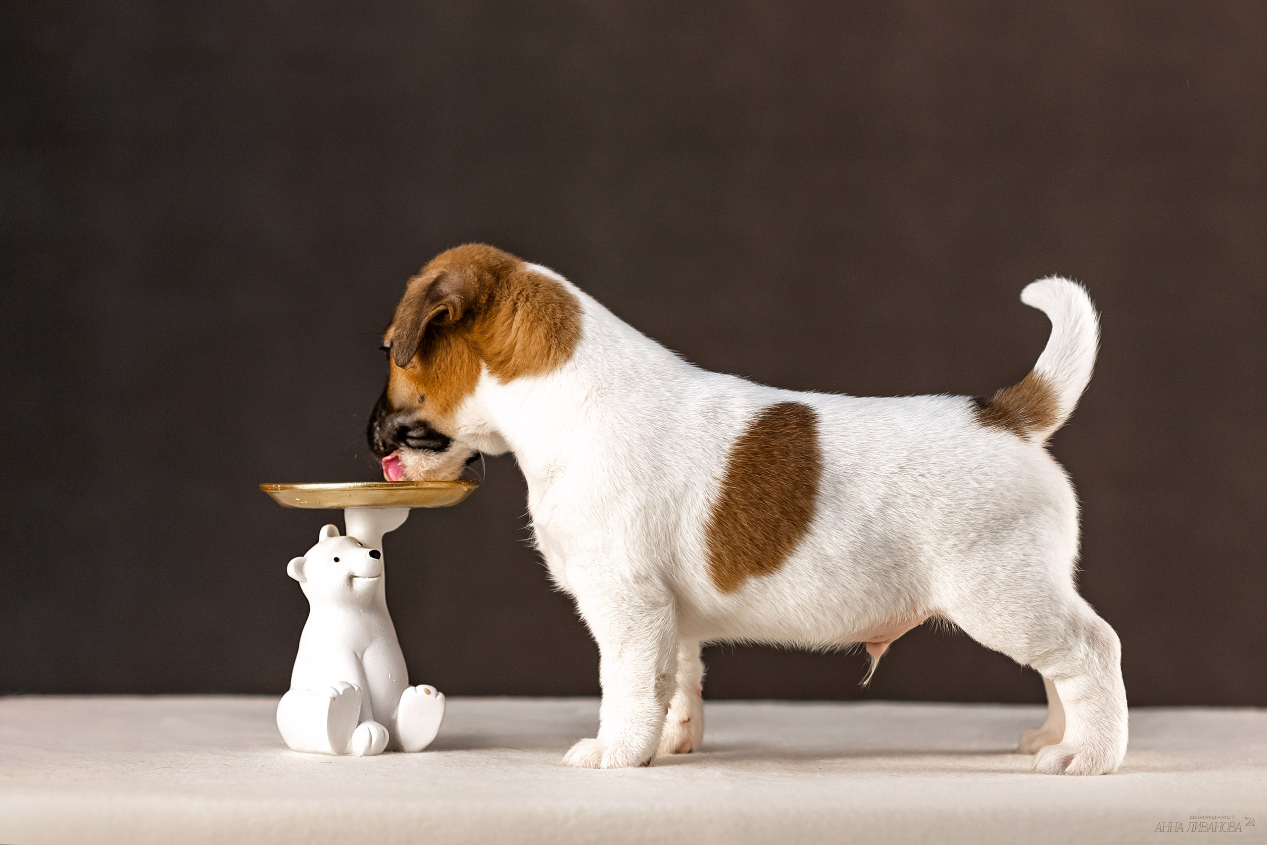 Джек расселы. Фотограф анималист Аня Ливанова | Рыбинск