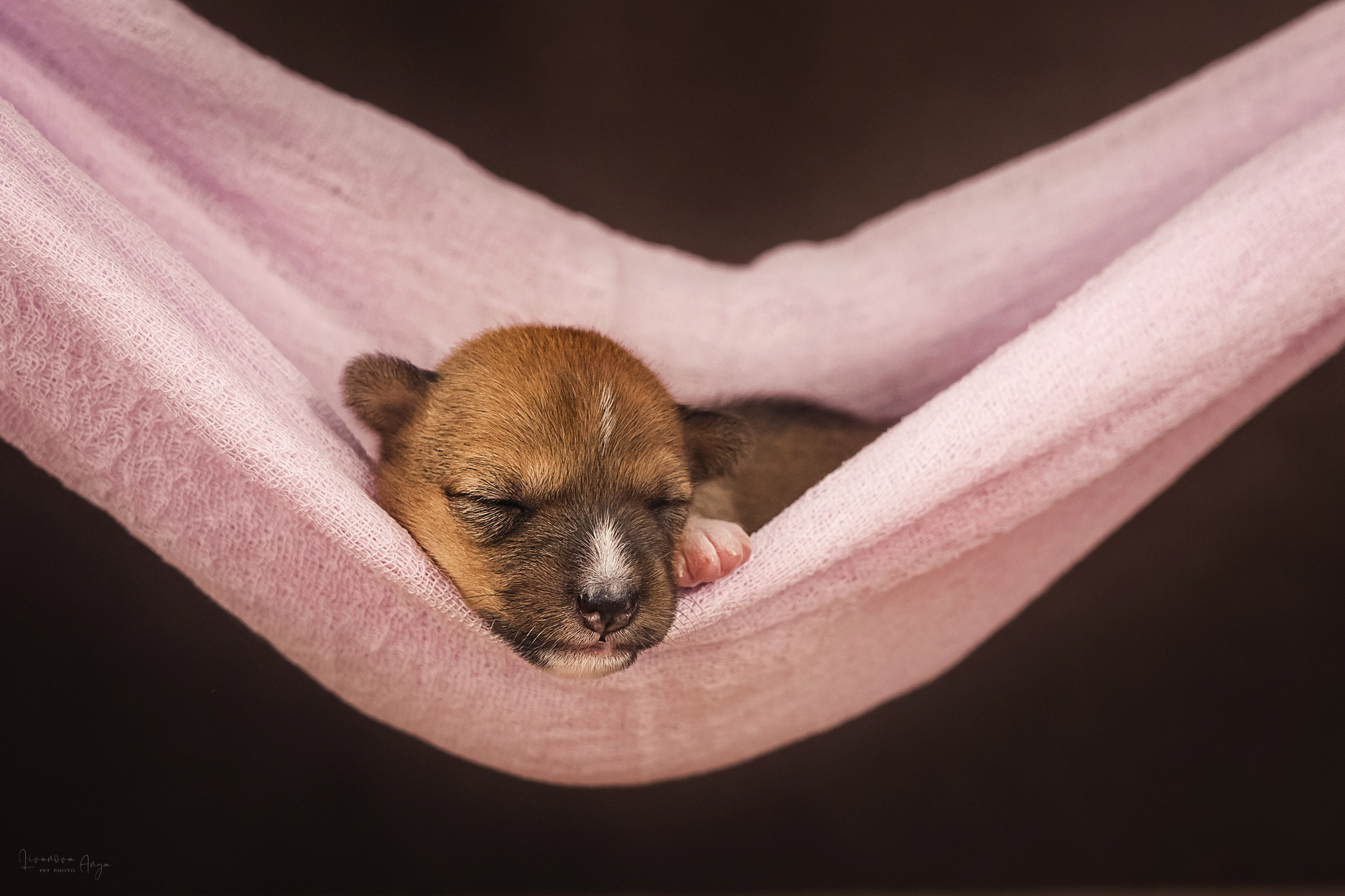 Басеньки. Фотограф анималист Аня Ливанова | Рыбинск