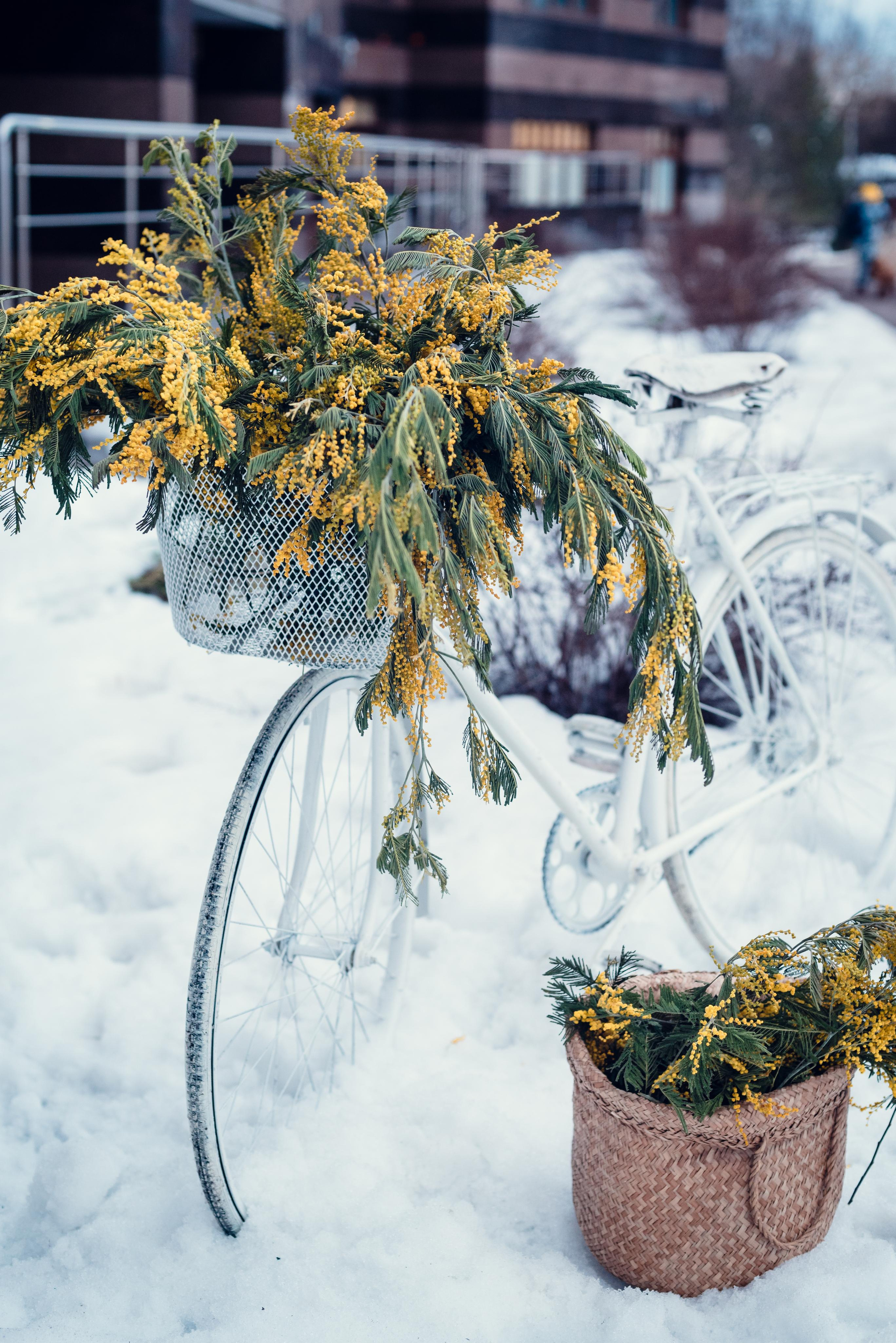 Фотопроект с мимозой. Семейный и детский фотограф Захаренкова Юлия