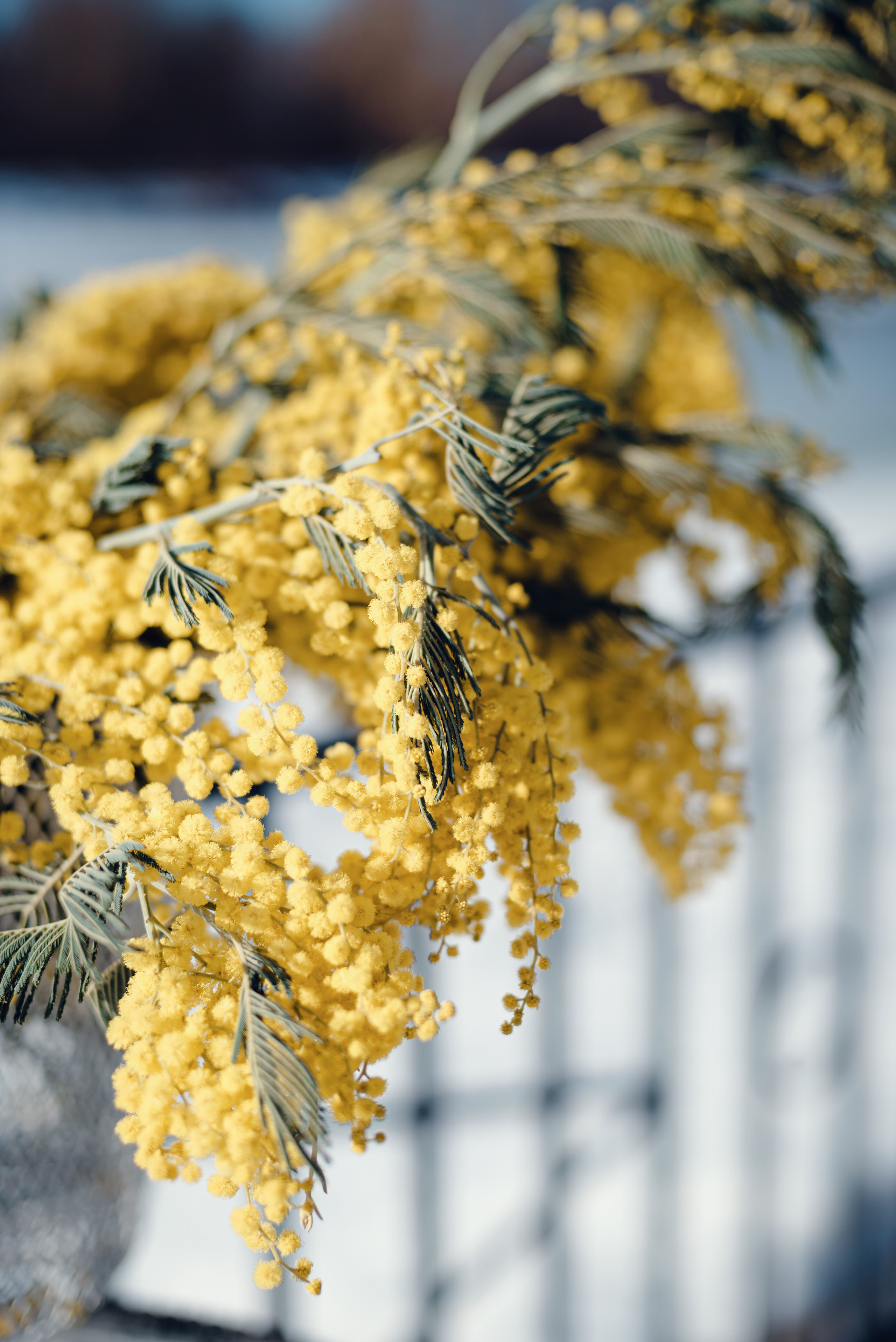 Фотопроект с мимозой. Семейный и детский фотограф Захаренкова Юлия