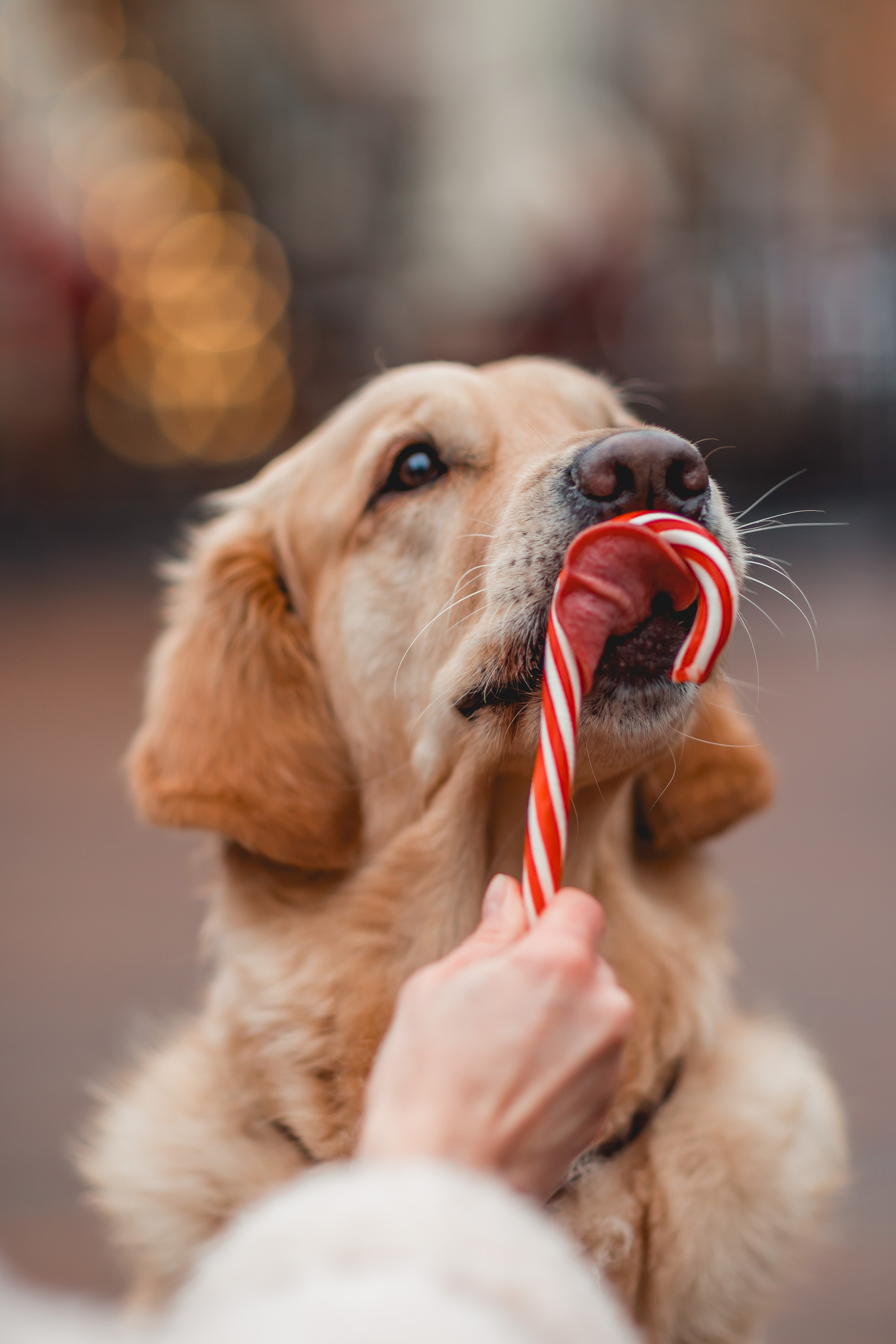 Марина и Чили. Семейный фотограф анималист Мария Крючкова