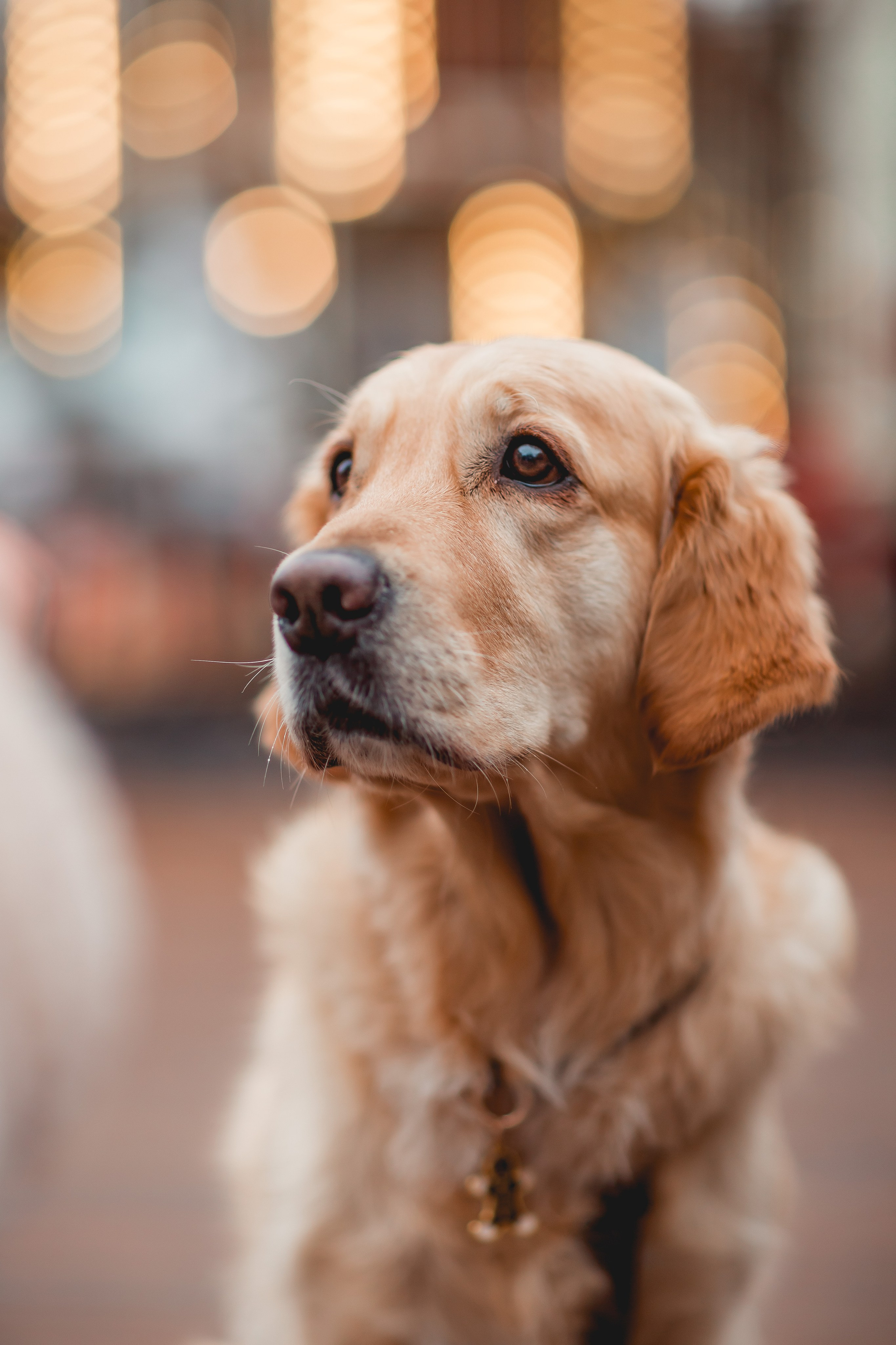 Марина и Чили. Семейный фотограф анималист Мария Крючкова