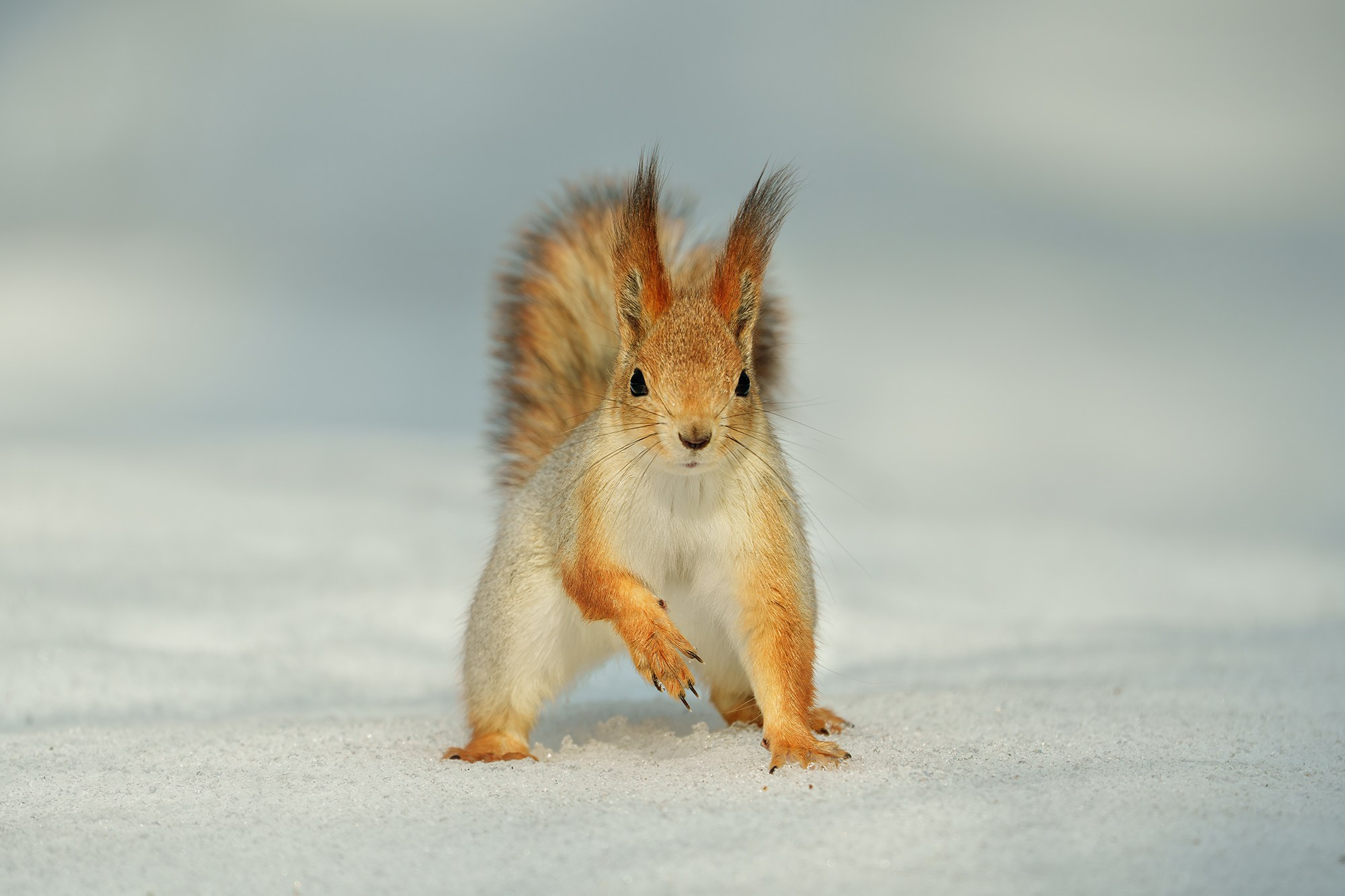 Животные. Ваш личный фотограф Марина Волкова