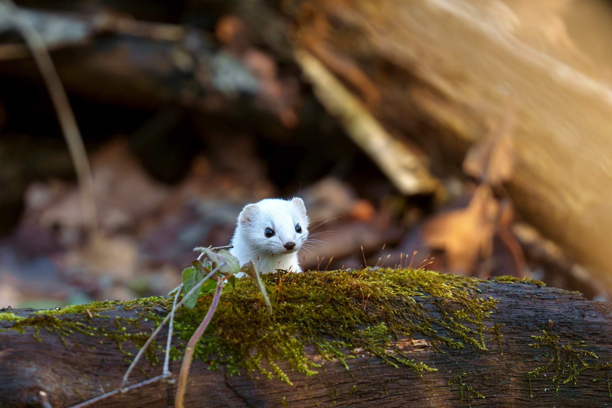 Животные. Ваш личный фотограф Марина Волкова