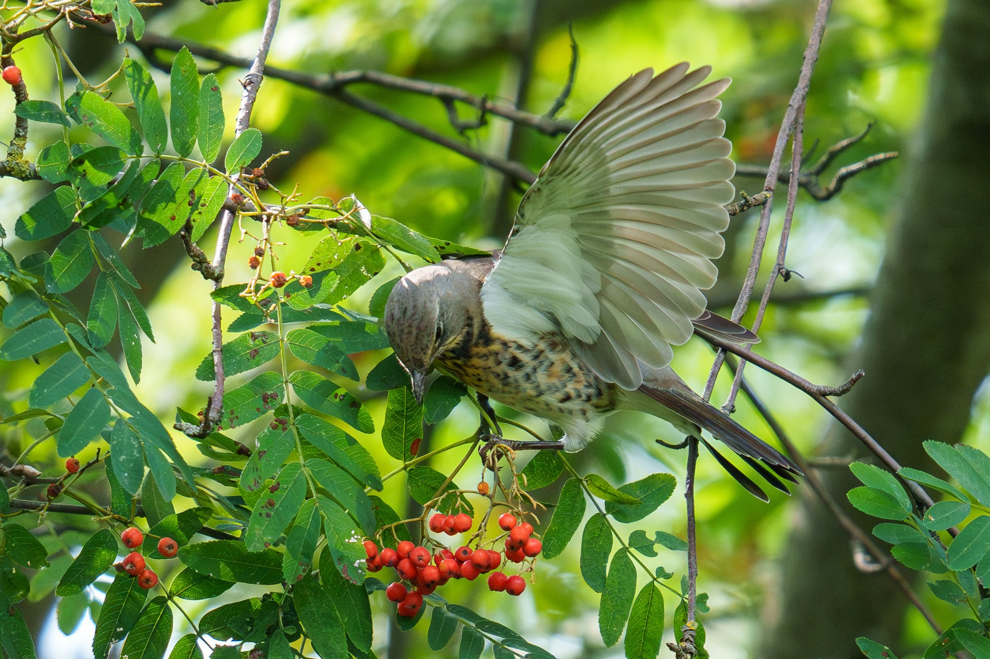 Удивительные мир птиц. Вокруг нас столько прекрасного — присмотритесь!. Ваш личный фотограф Марина Волкова