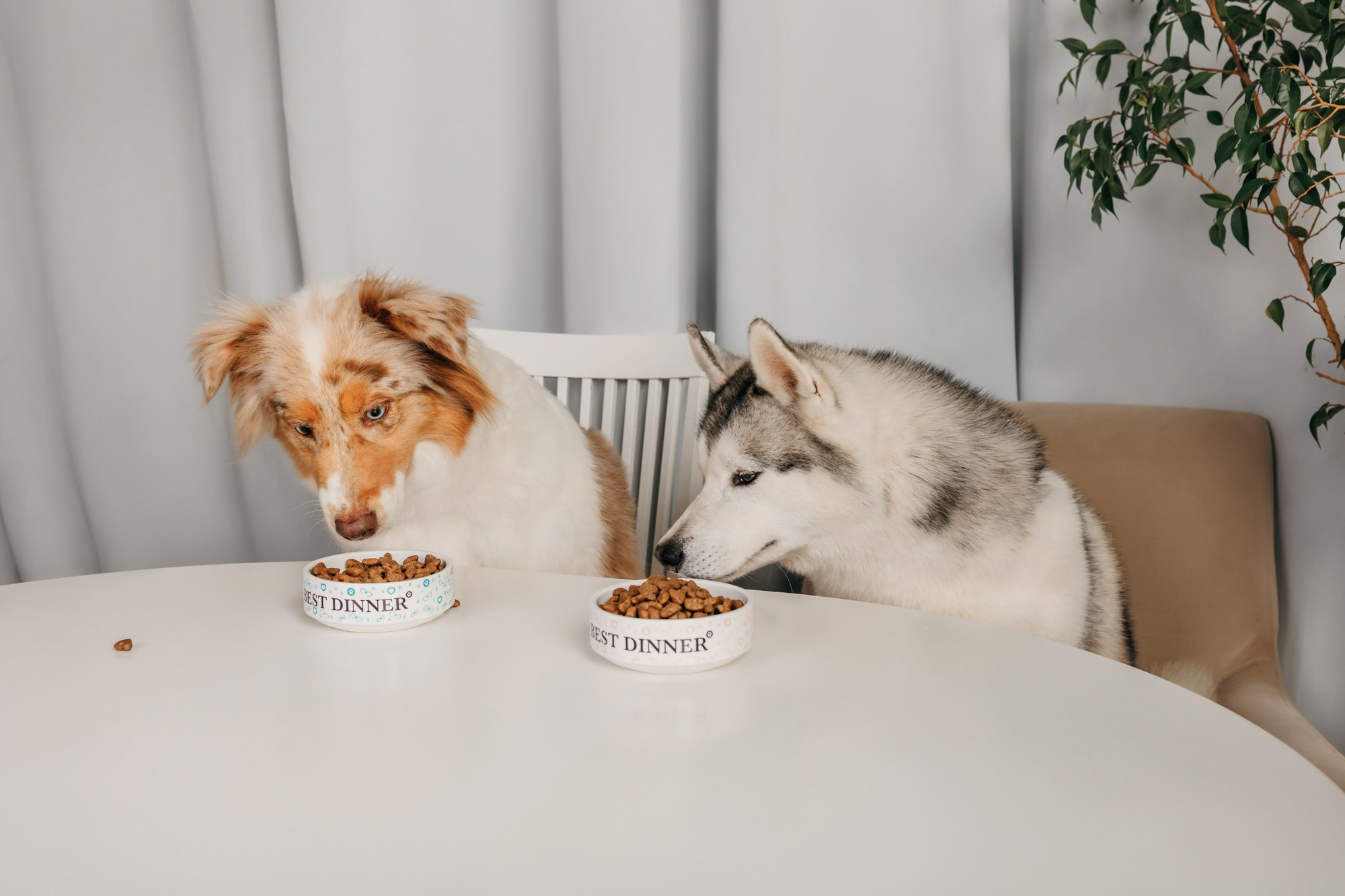 Корма Best Dinner. Фотограф-анималист Елена Радченко, Москва
