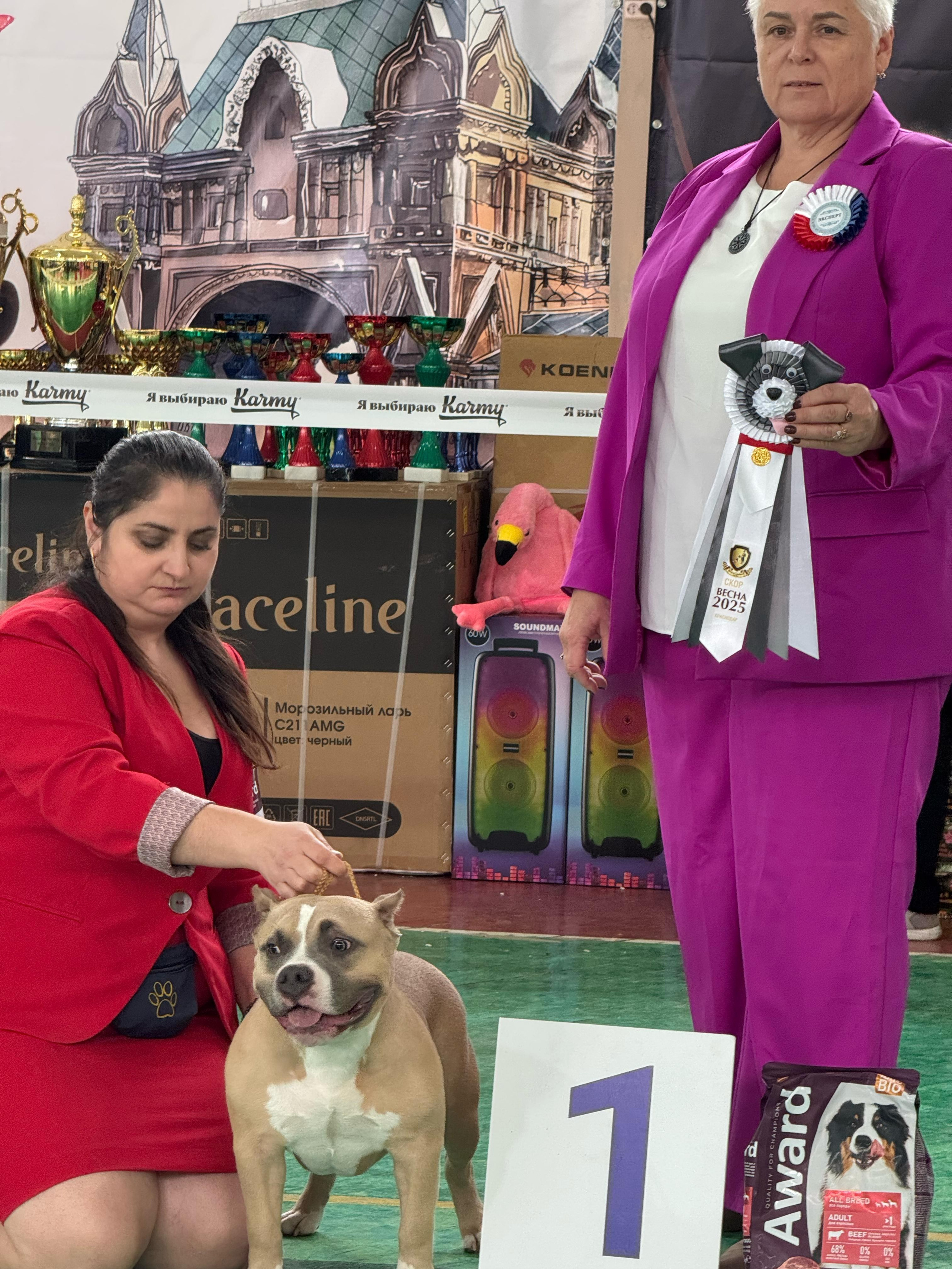 Челси. ПИТОМНИК СОБАК ПОРОДЫ АМЕРИКАНСКИЙ БУЛЛИ