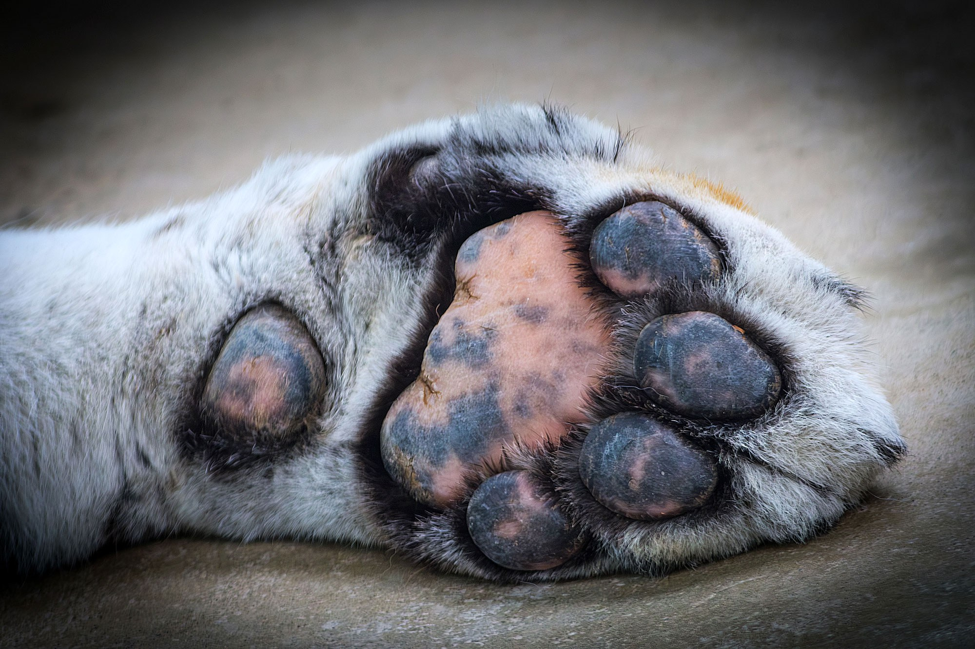 Свадебный фотограф в Геленджике